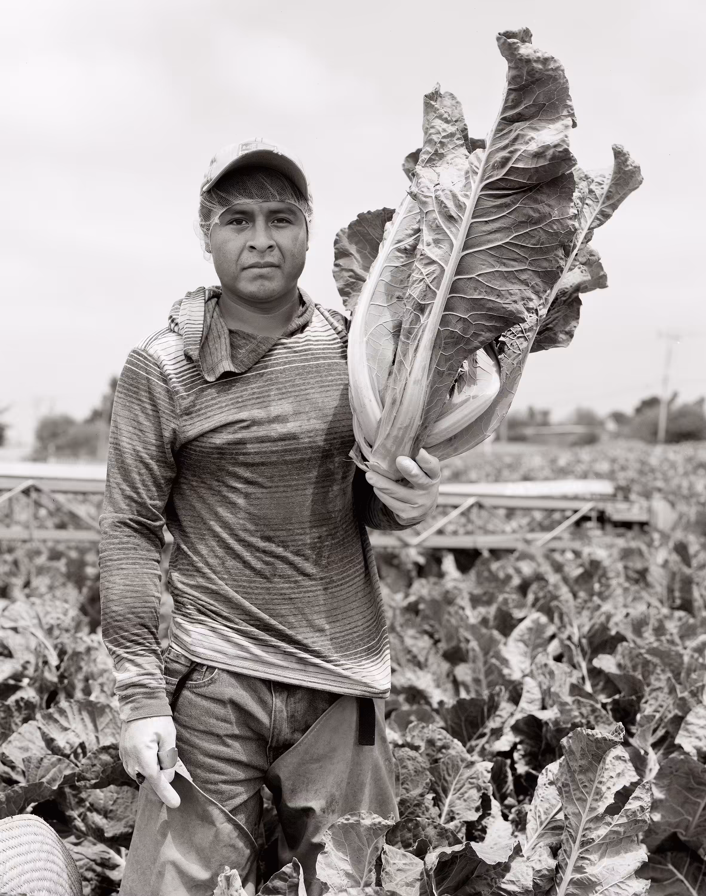 579_cauliflower_castroville_ca