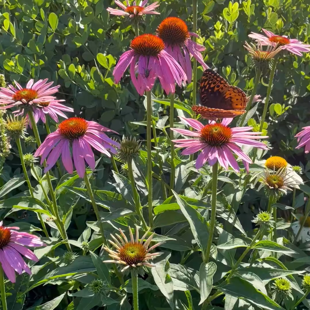 Butterfly Dance