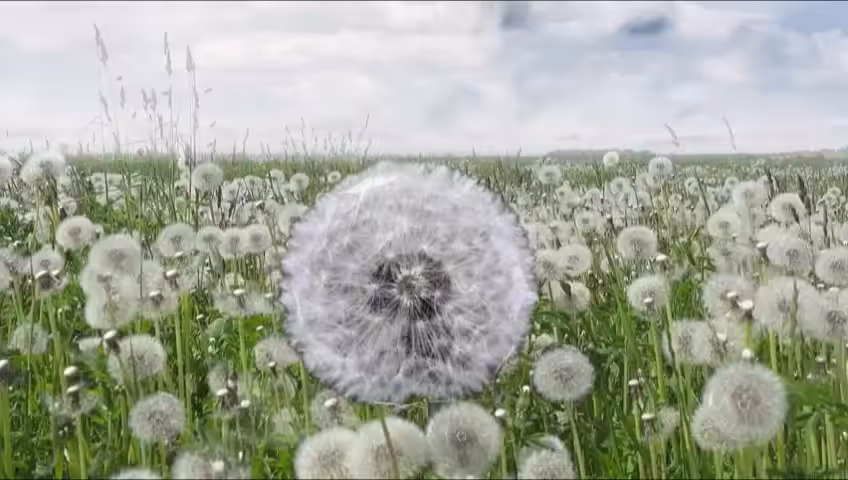MAKE A WISH