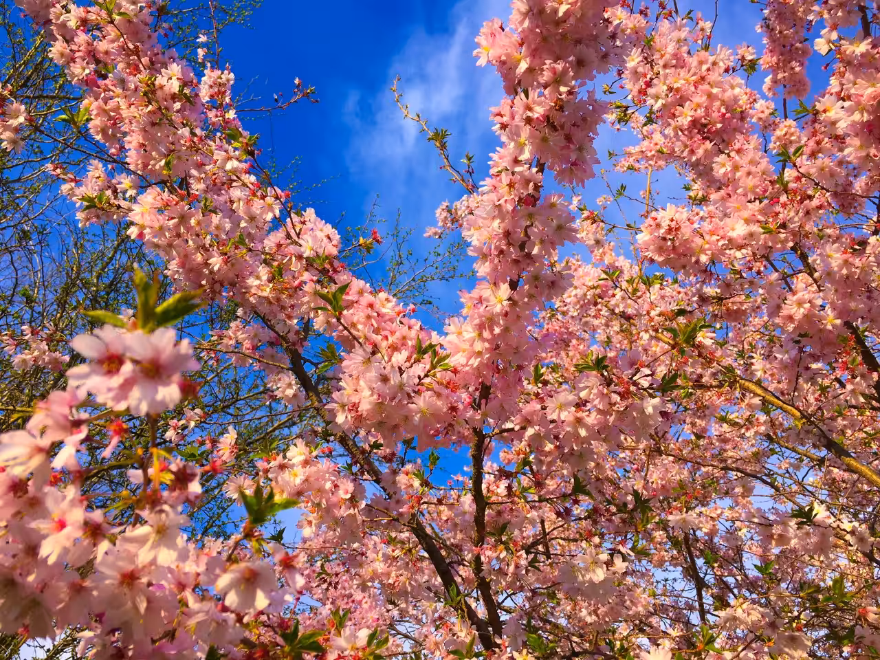Cherry Blossom