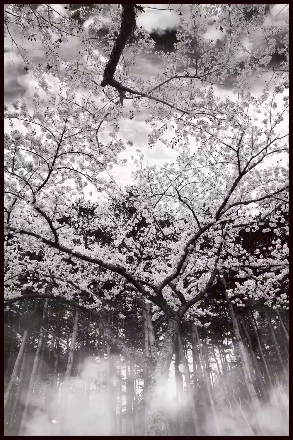 Sakura-fubuki (桜吹雪) - WabiSabi Series