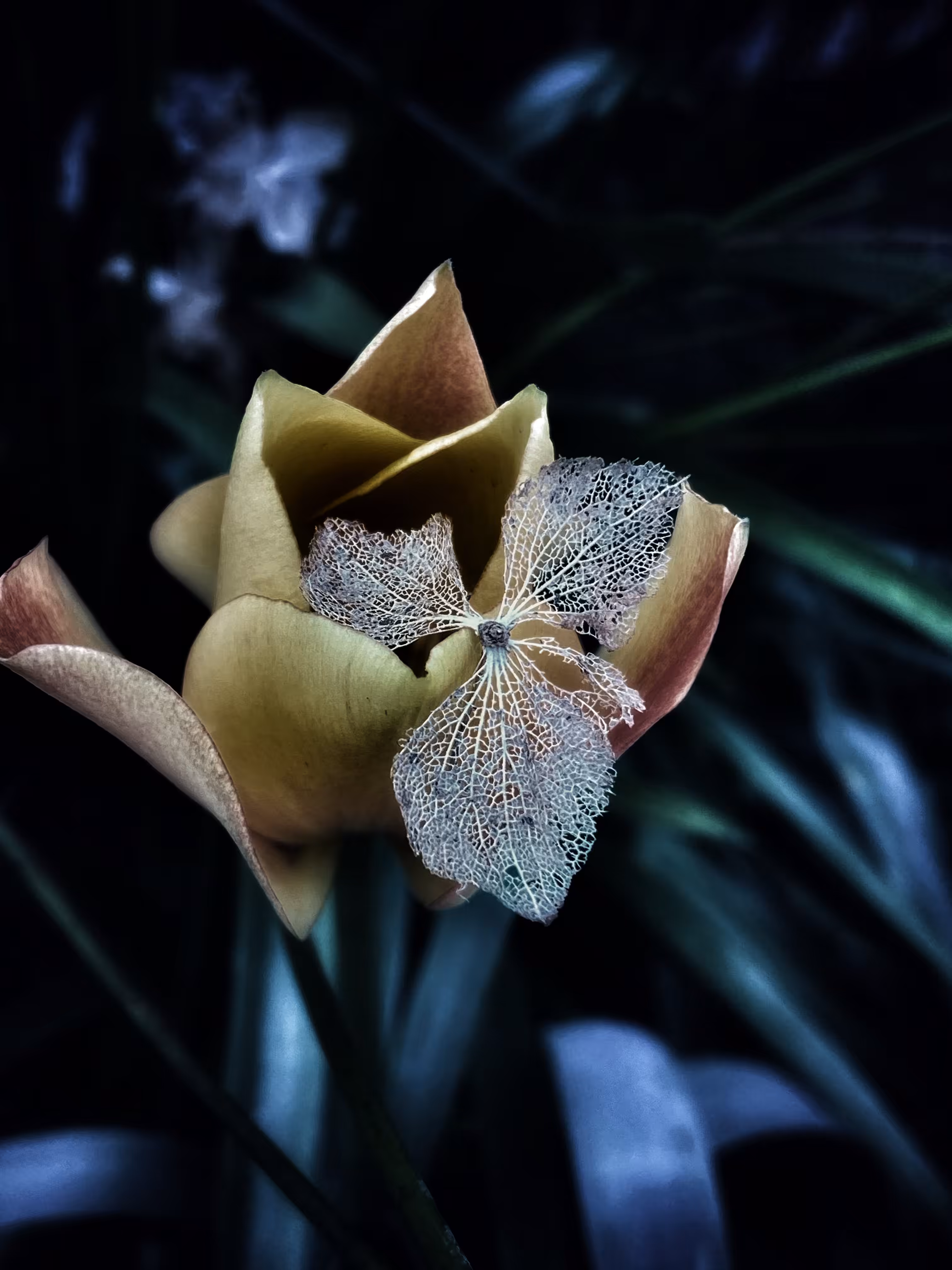 Bloom & Bones: Miniature Golden Tulip