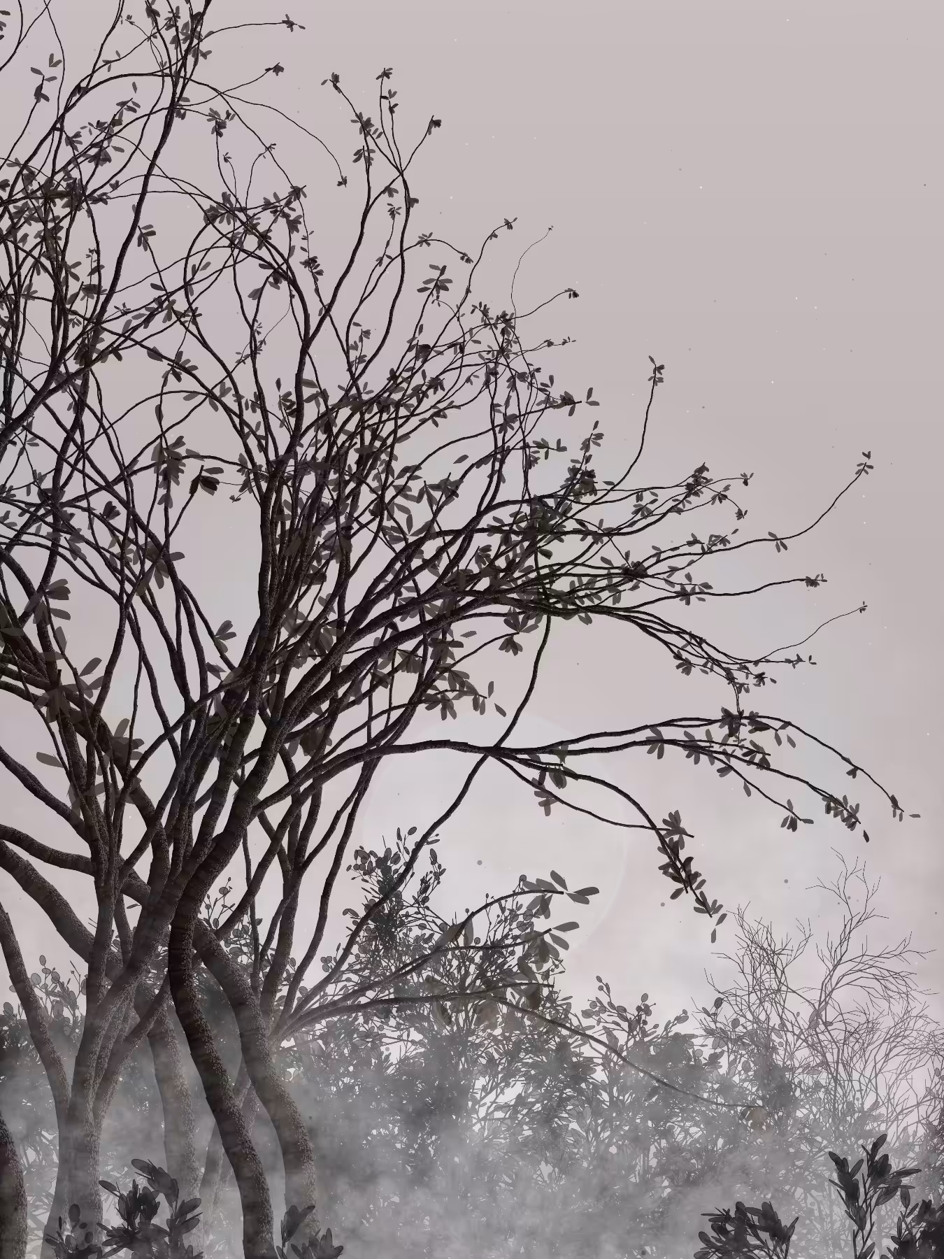 Morning Mist #258