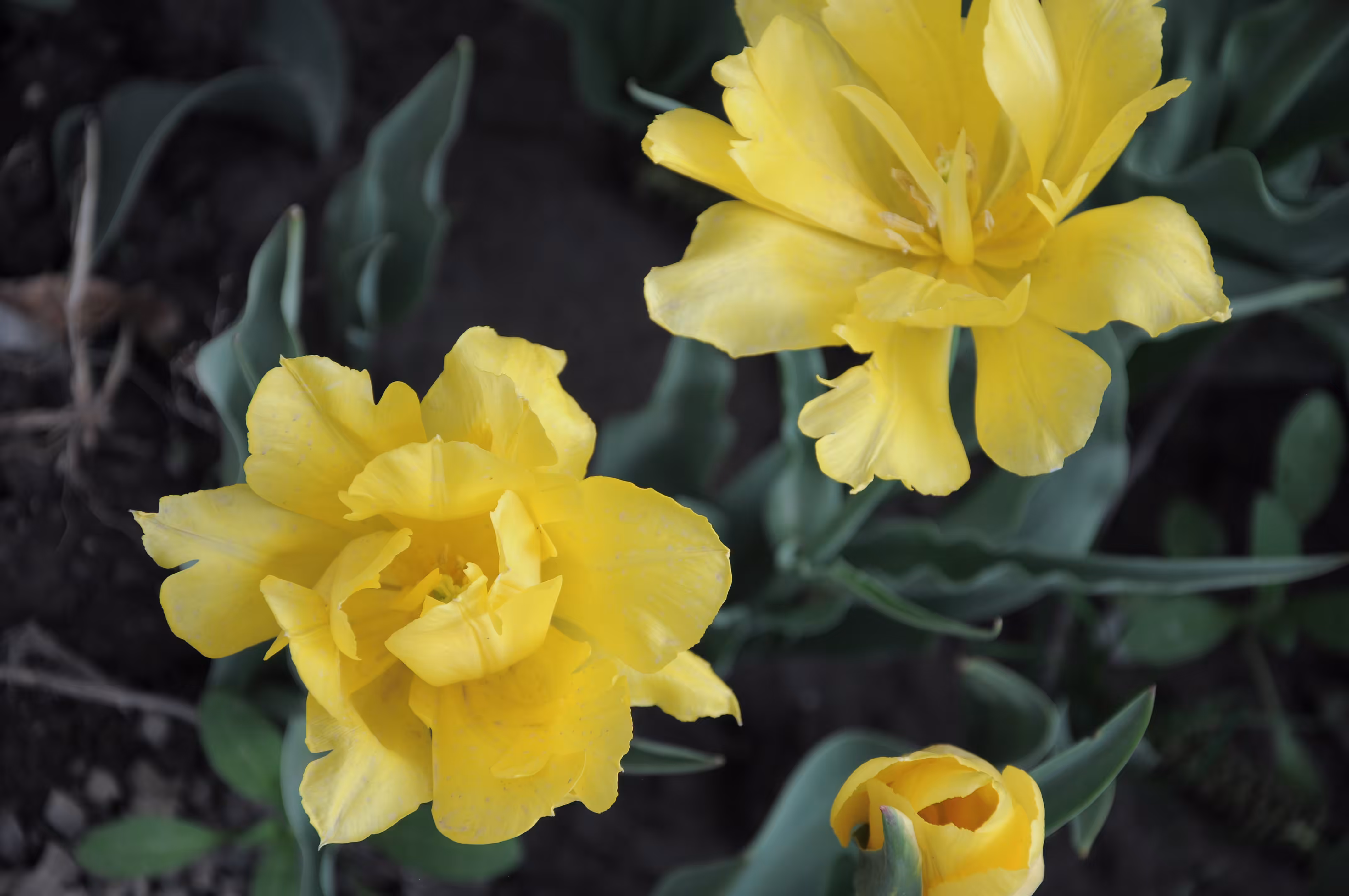 flowers: Breath of the Sun