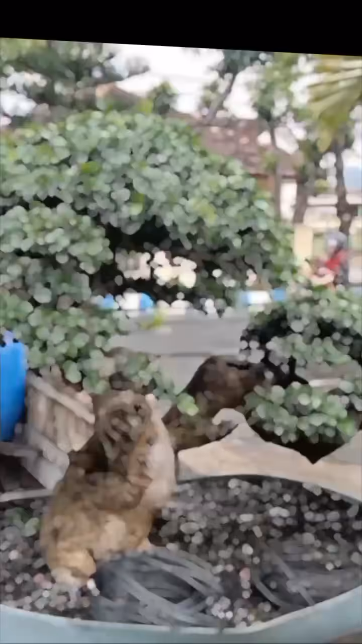video bonsai 3