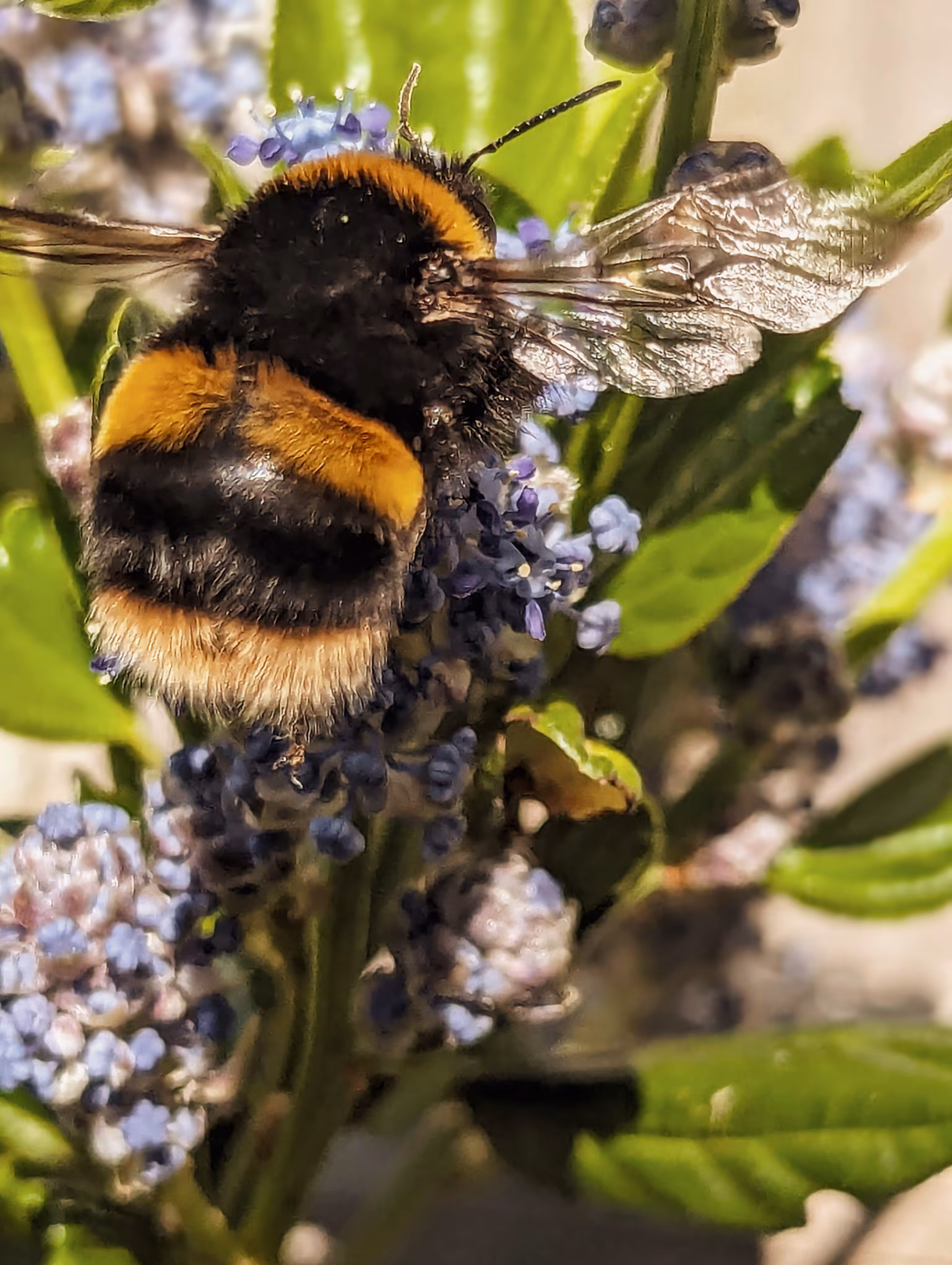 Luke_0x1 Photography : Little buzzer
