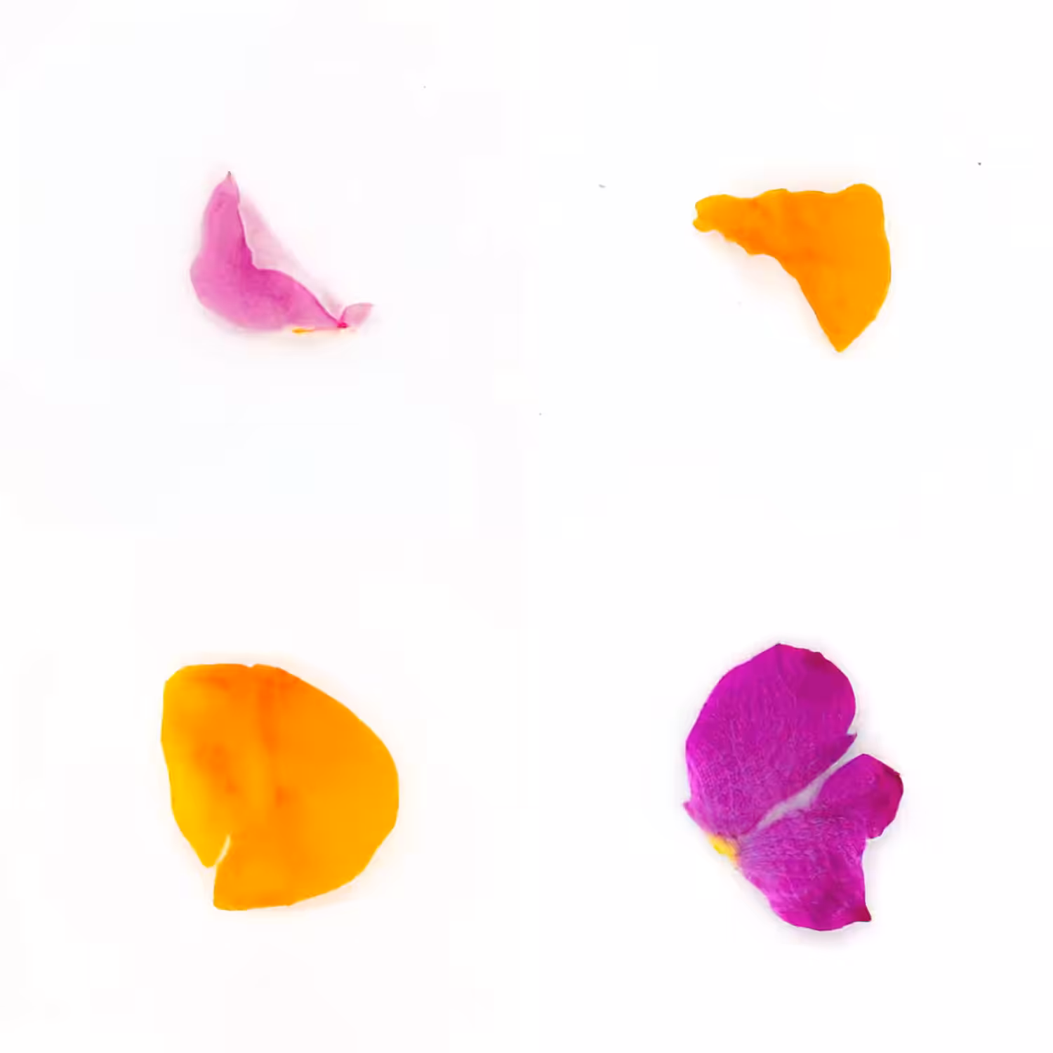 Infinite Petals 2x2#20046