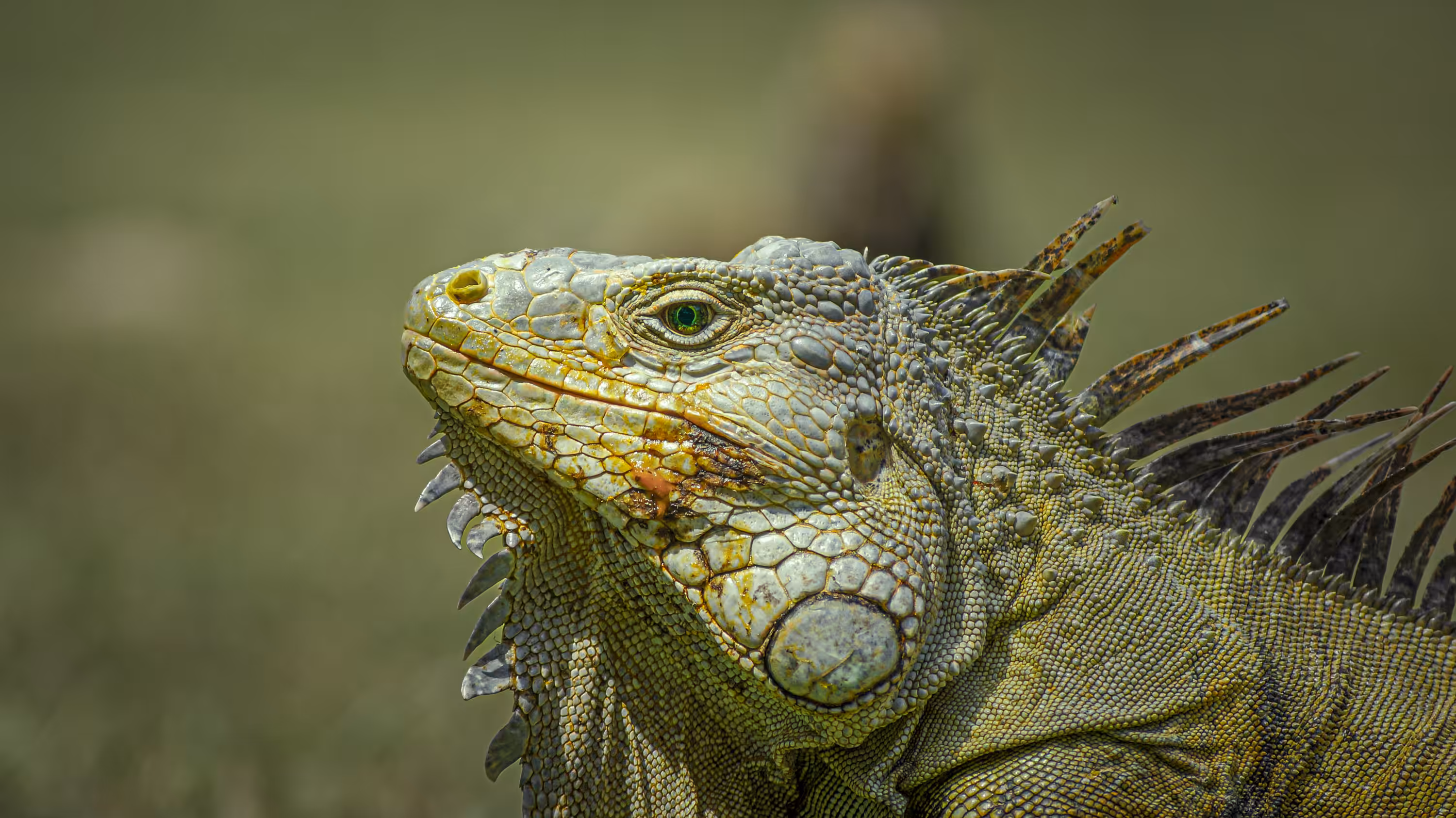 "Regal in Reptilian Majesty"
