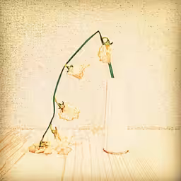 Flowers that never die