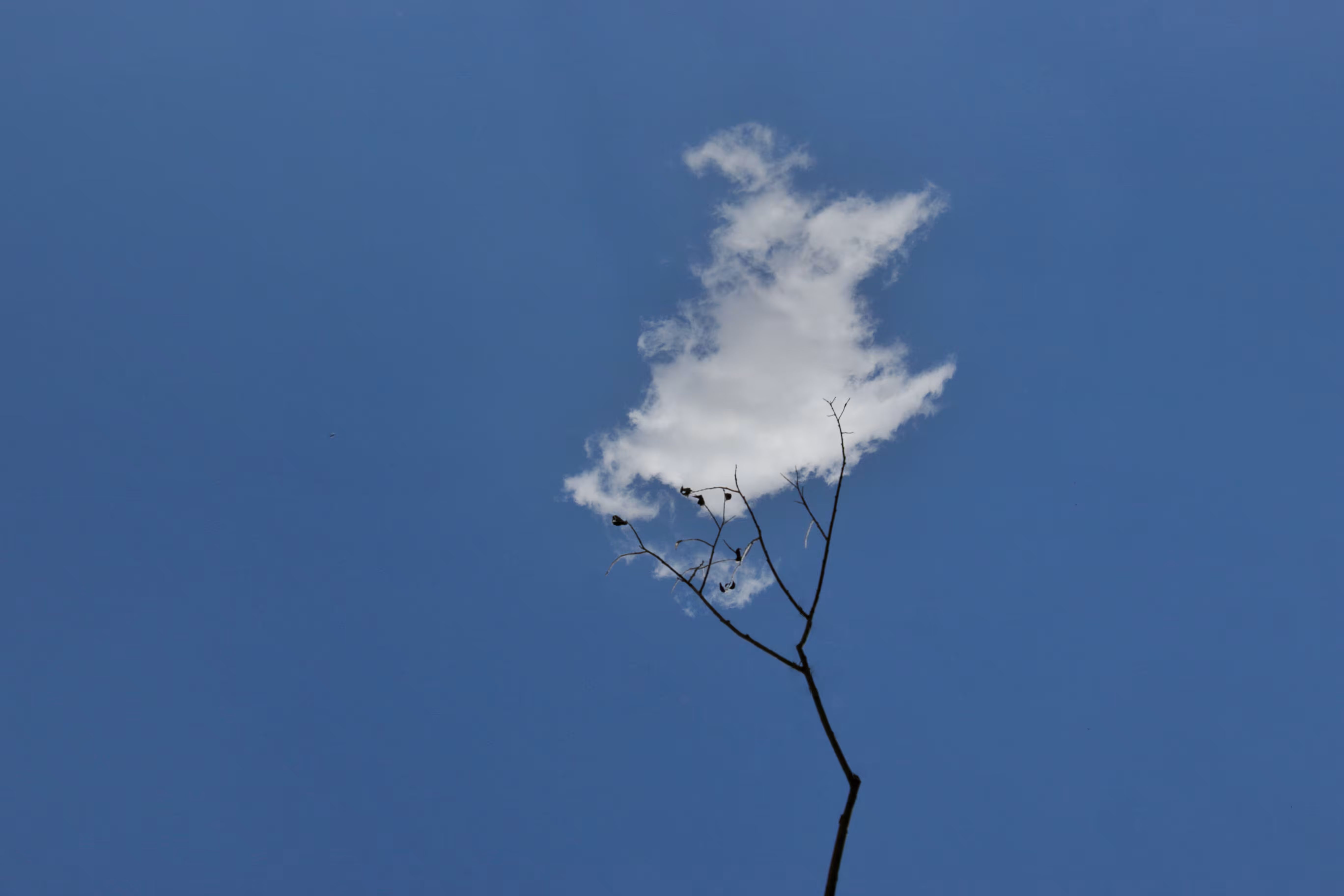 Cloud branch