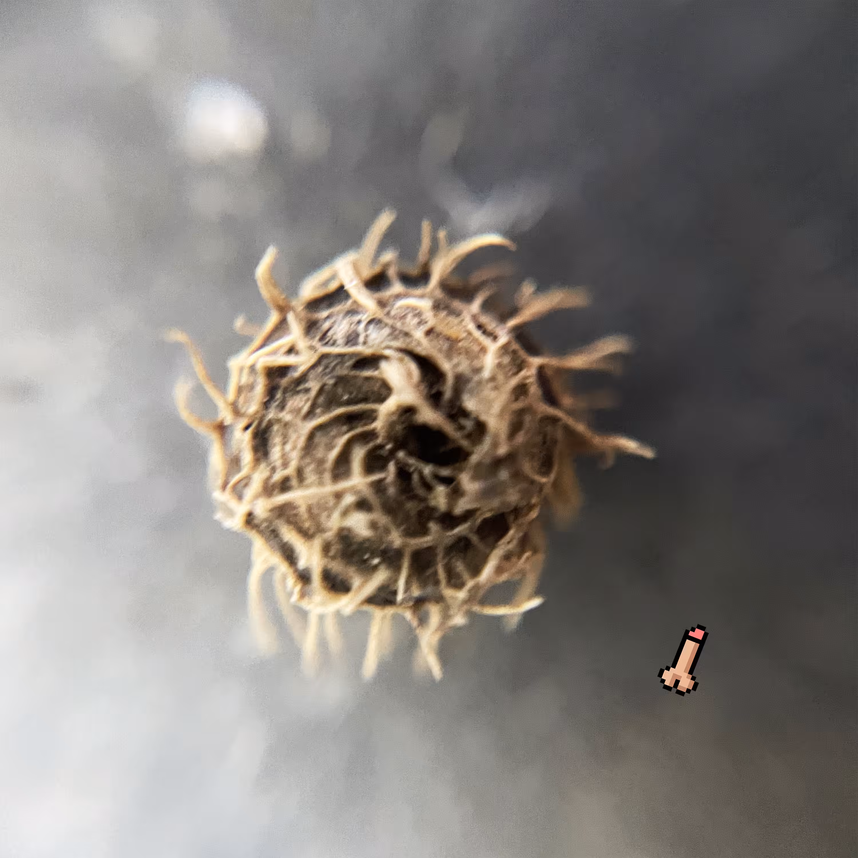 micro crypto cock exploring #2