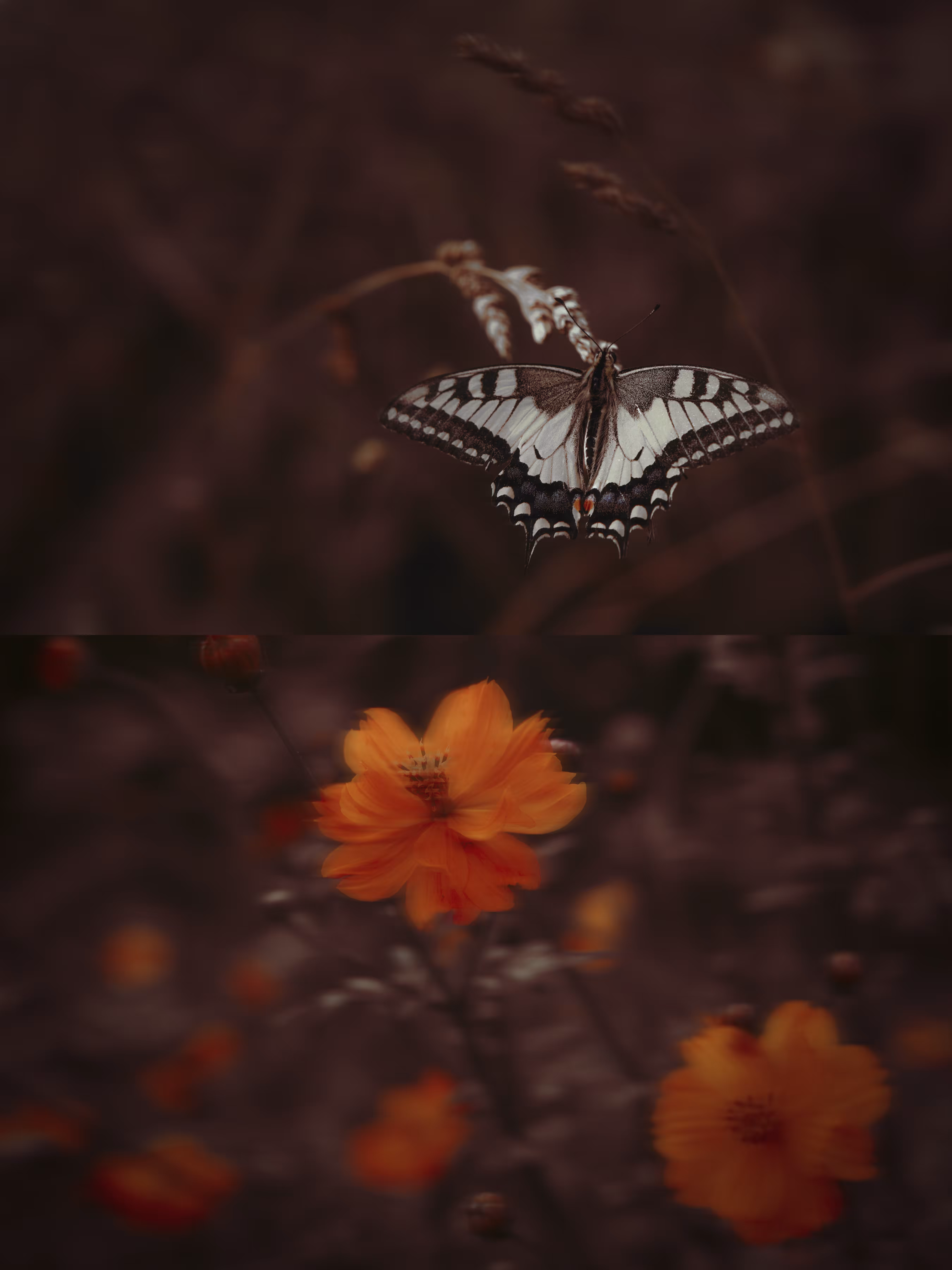 Shards of Summer