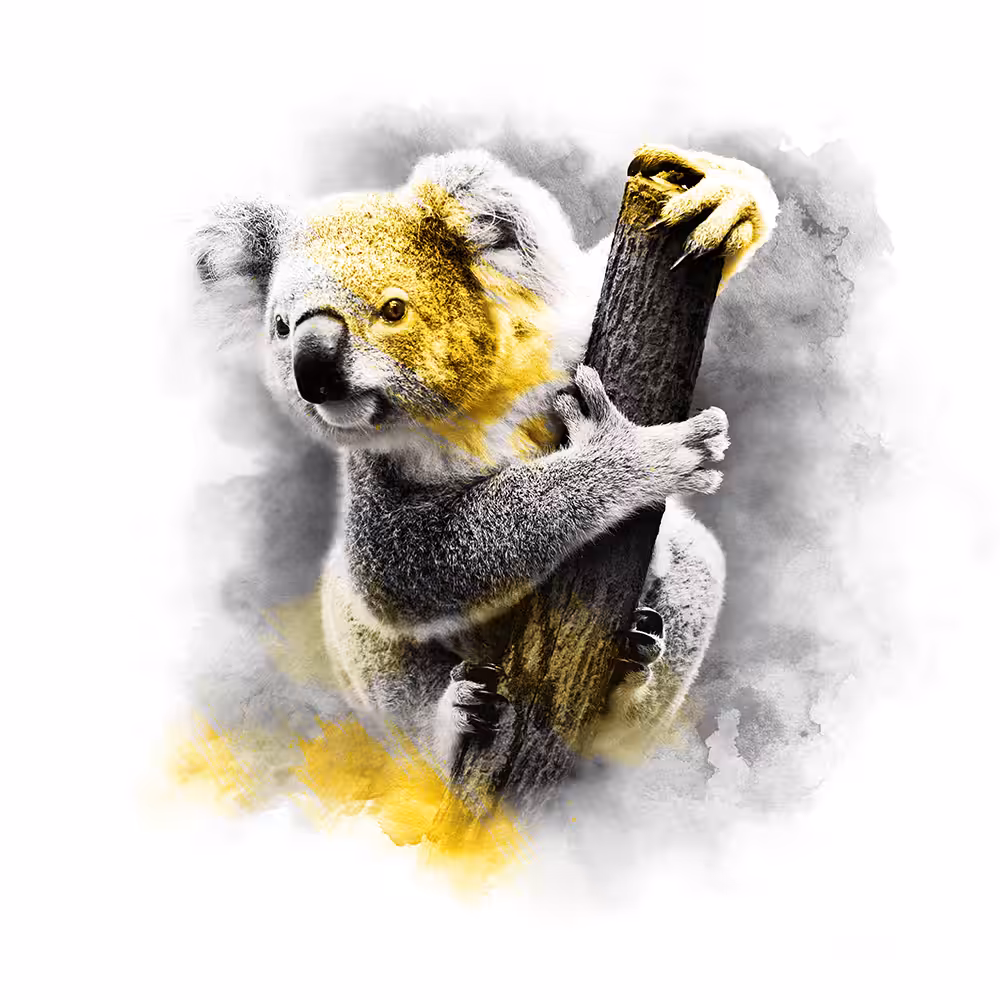 YELLOW SERIES - KOALA