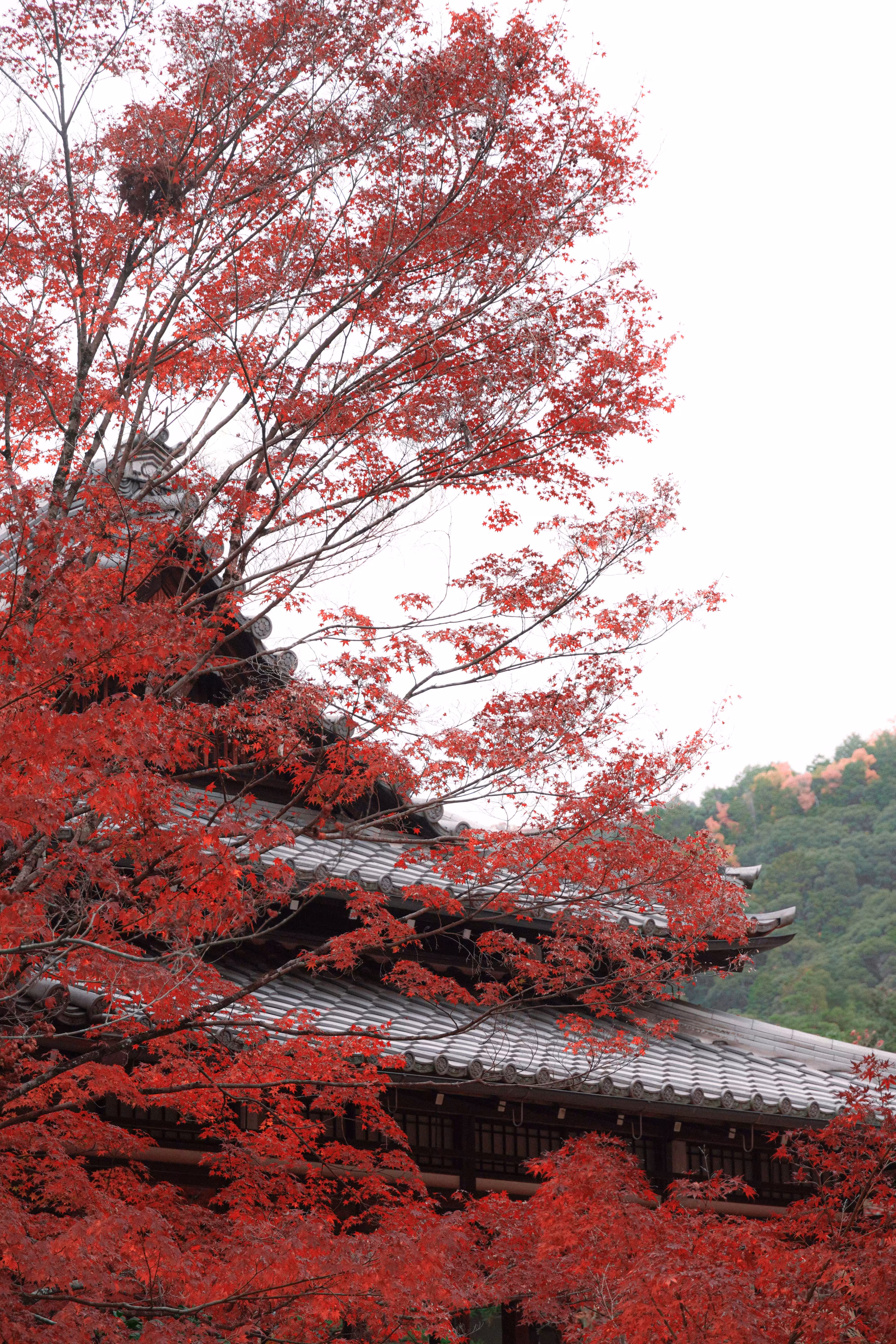 KYOTO_1.2
