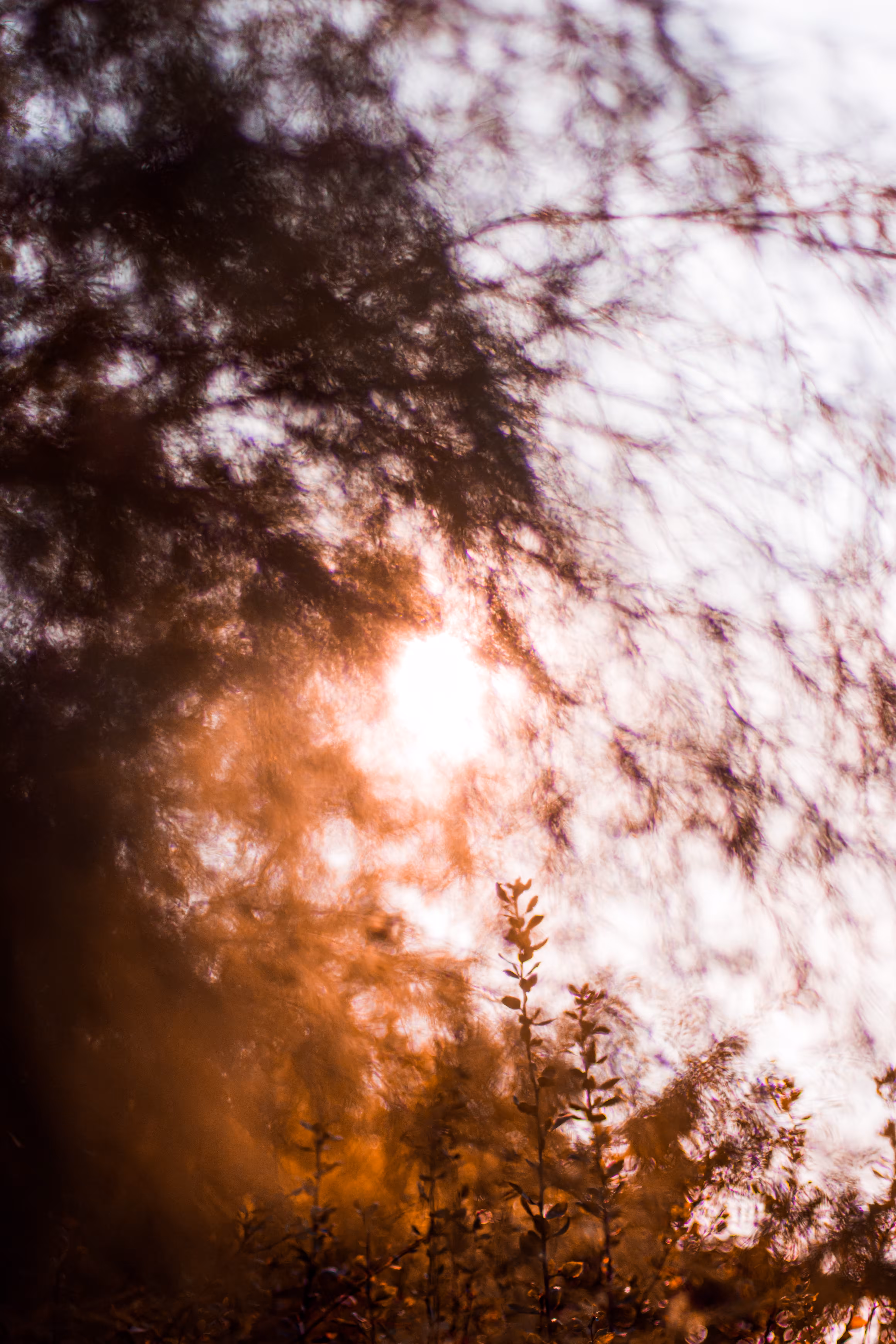 Abstract autumn