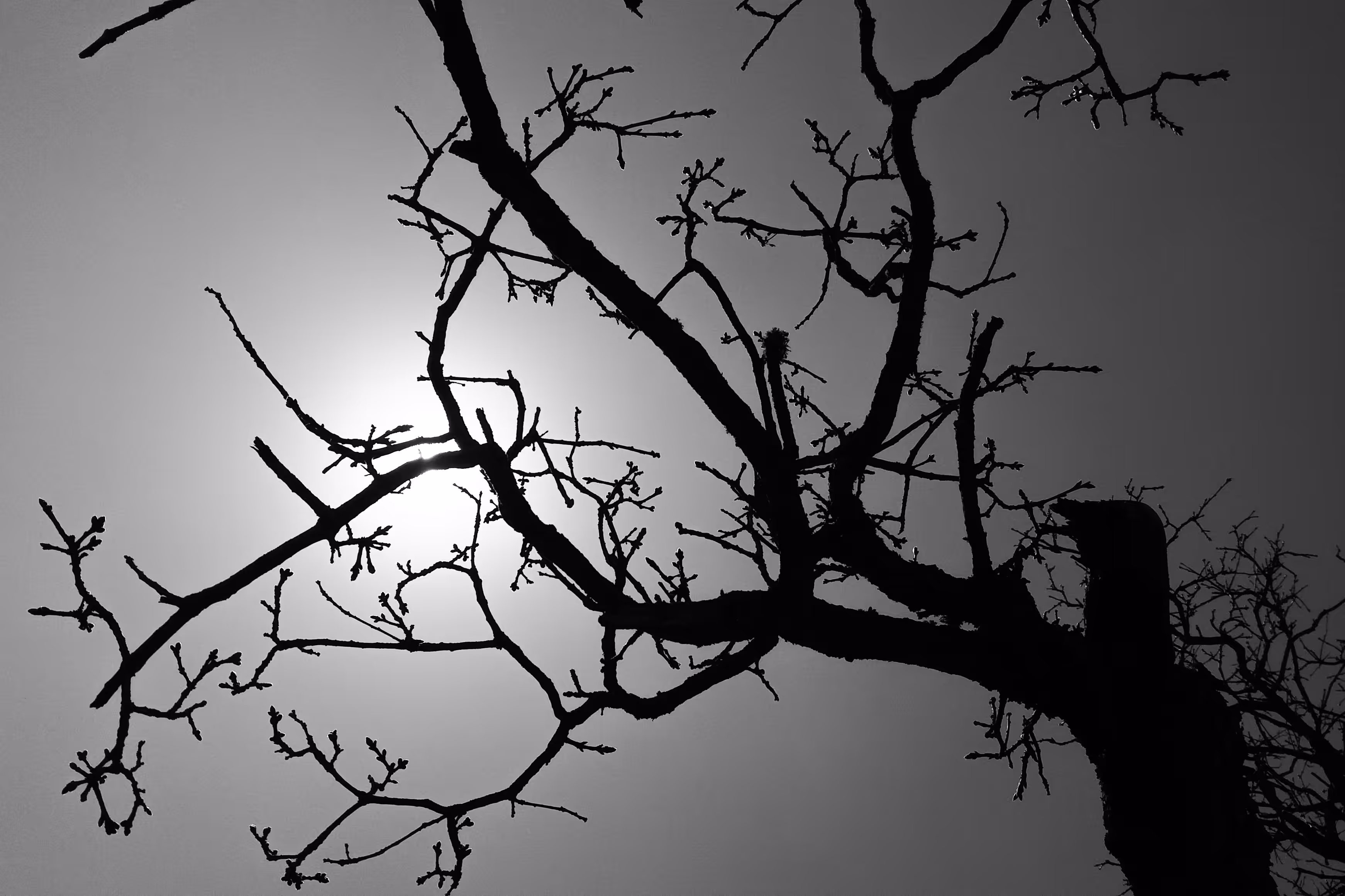 Black branches