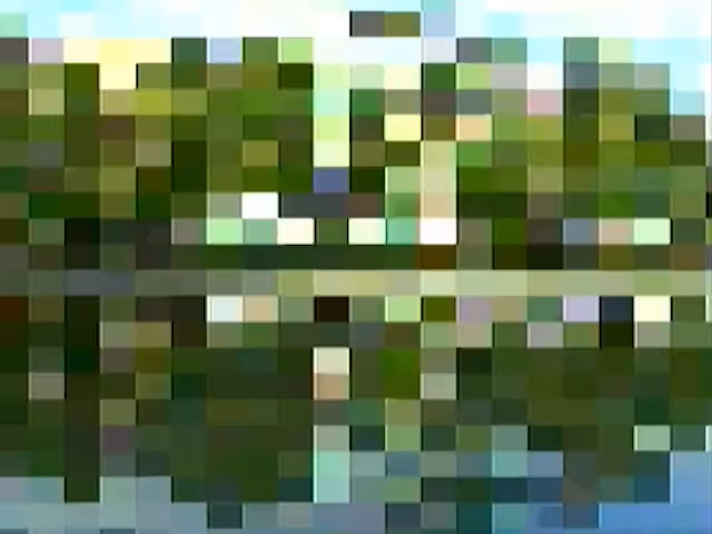 Pond