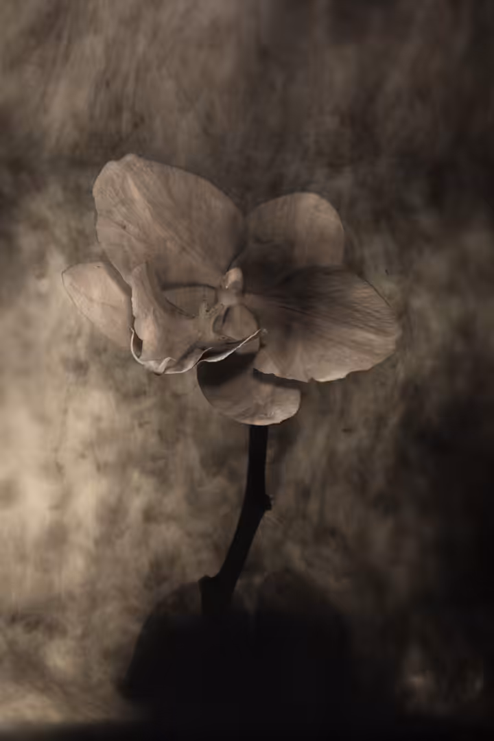 Flower #17