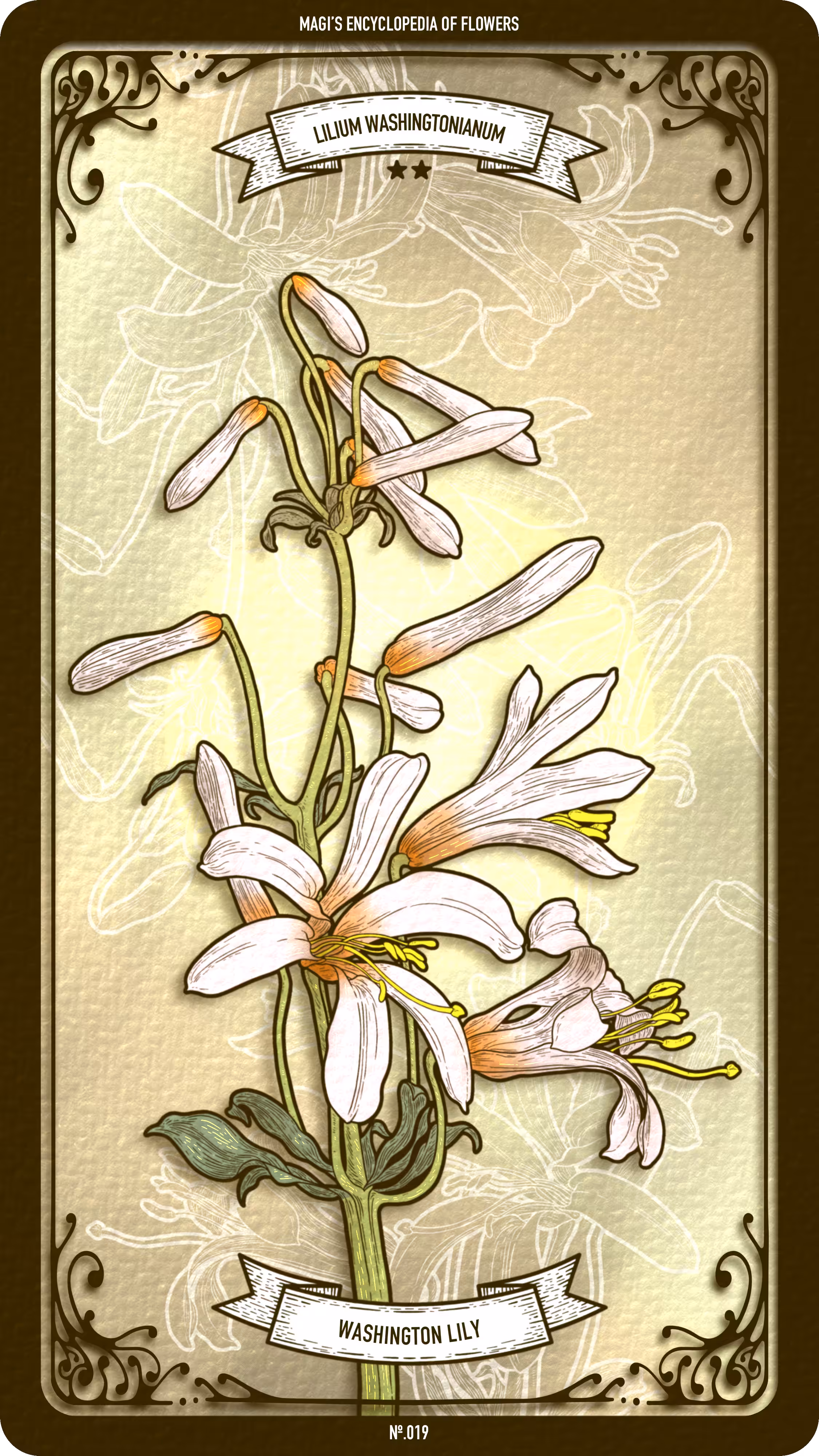 019 Washington Lily
