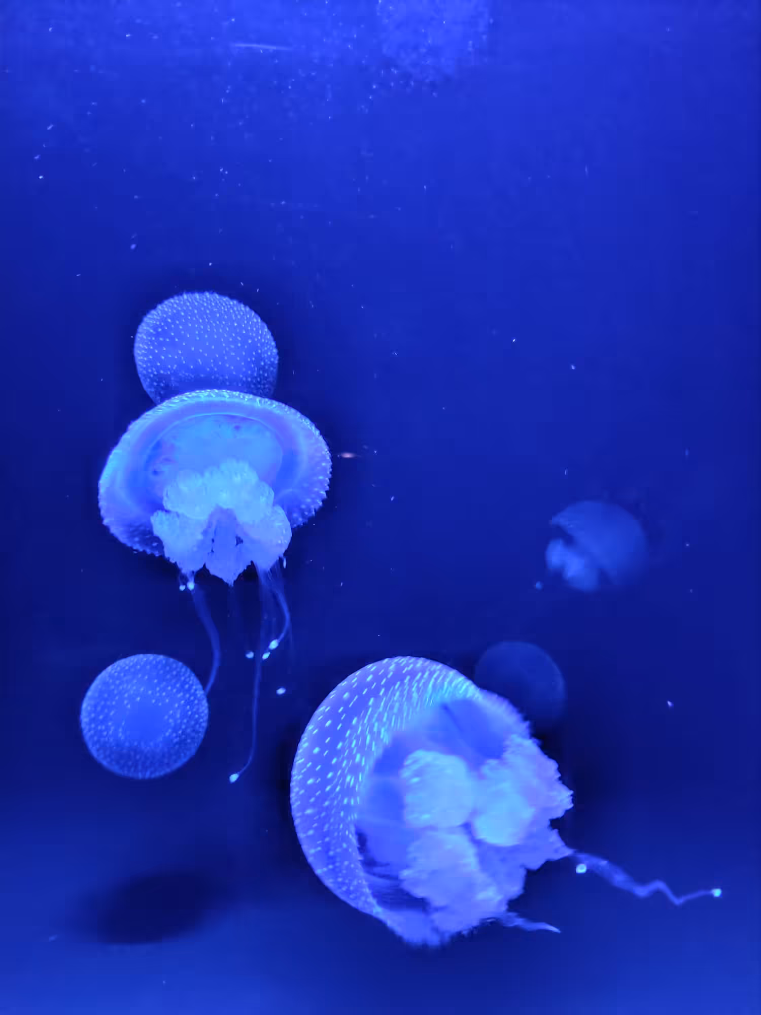 Jellyfishhaze