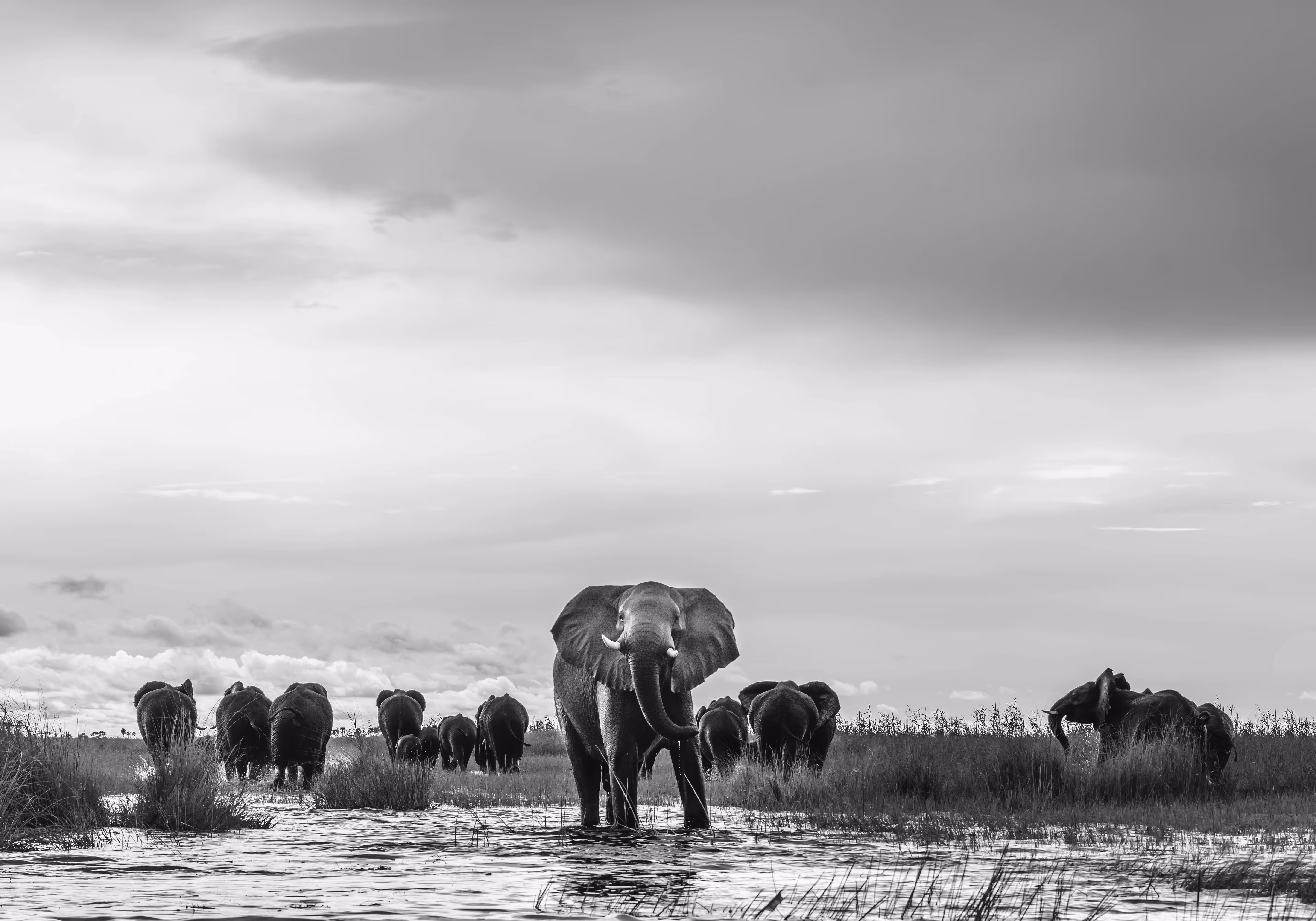 The herd