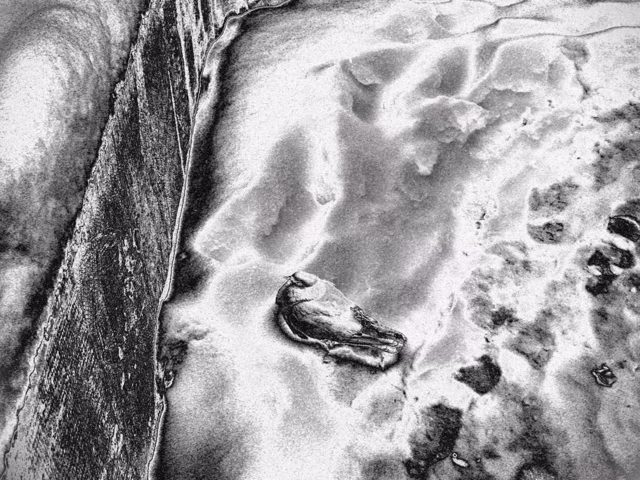 Bird & Snow