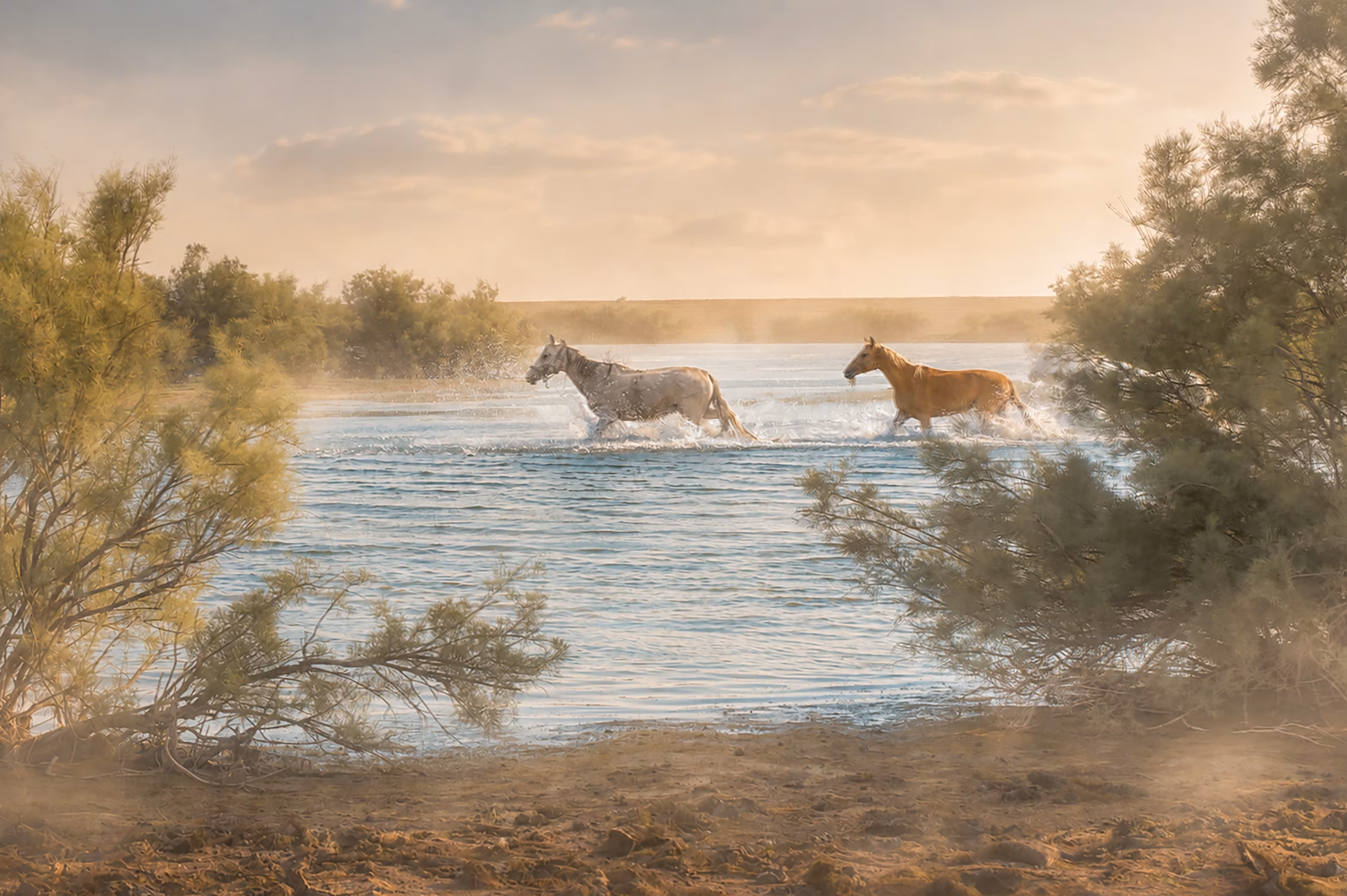 Gallop Through Silent Waters
