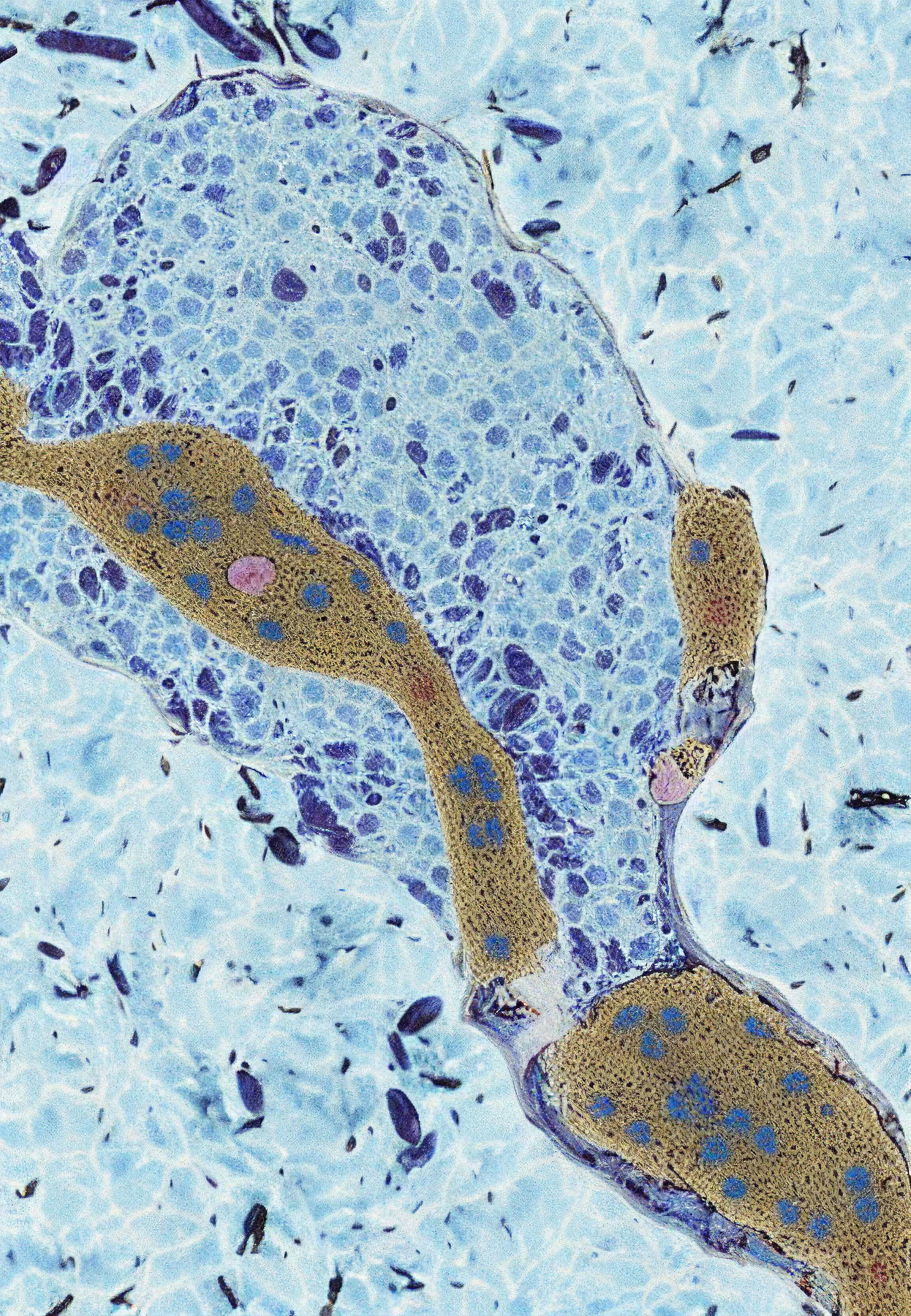 Histologia In Silico #83