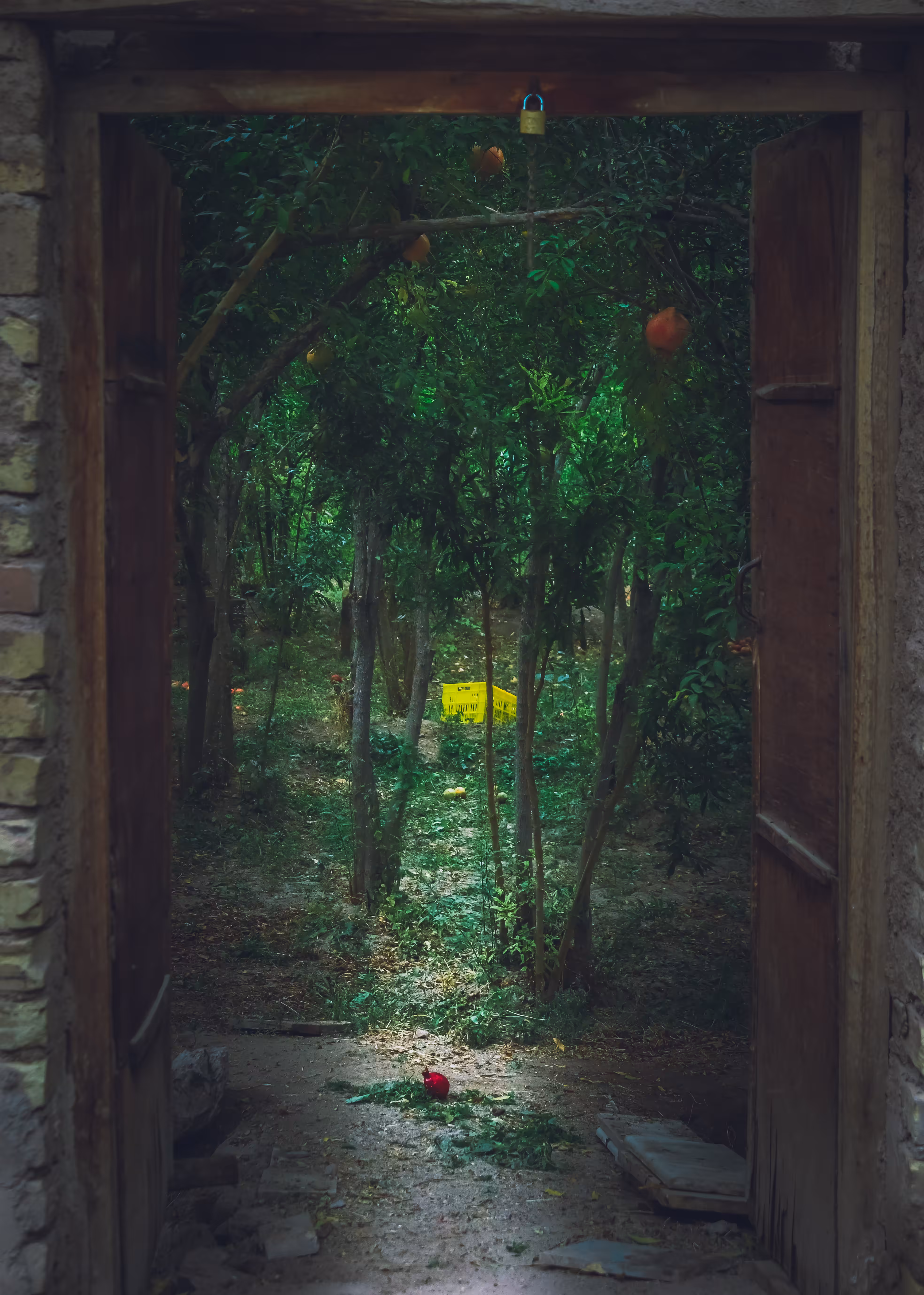 Forbidden fruit 