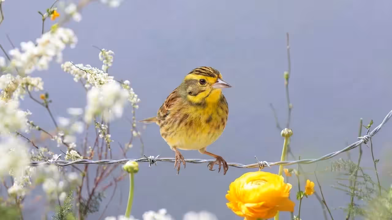 Birds Observations: John, Where Water Meets Sun
