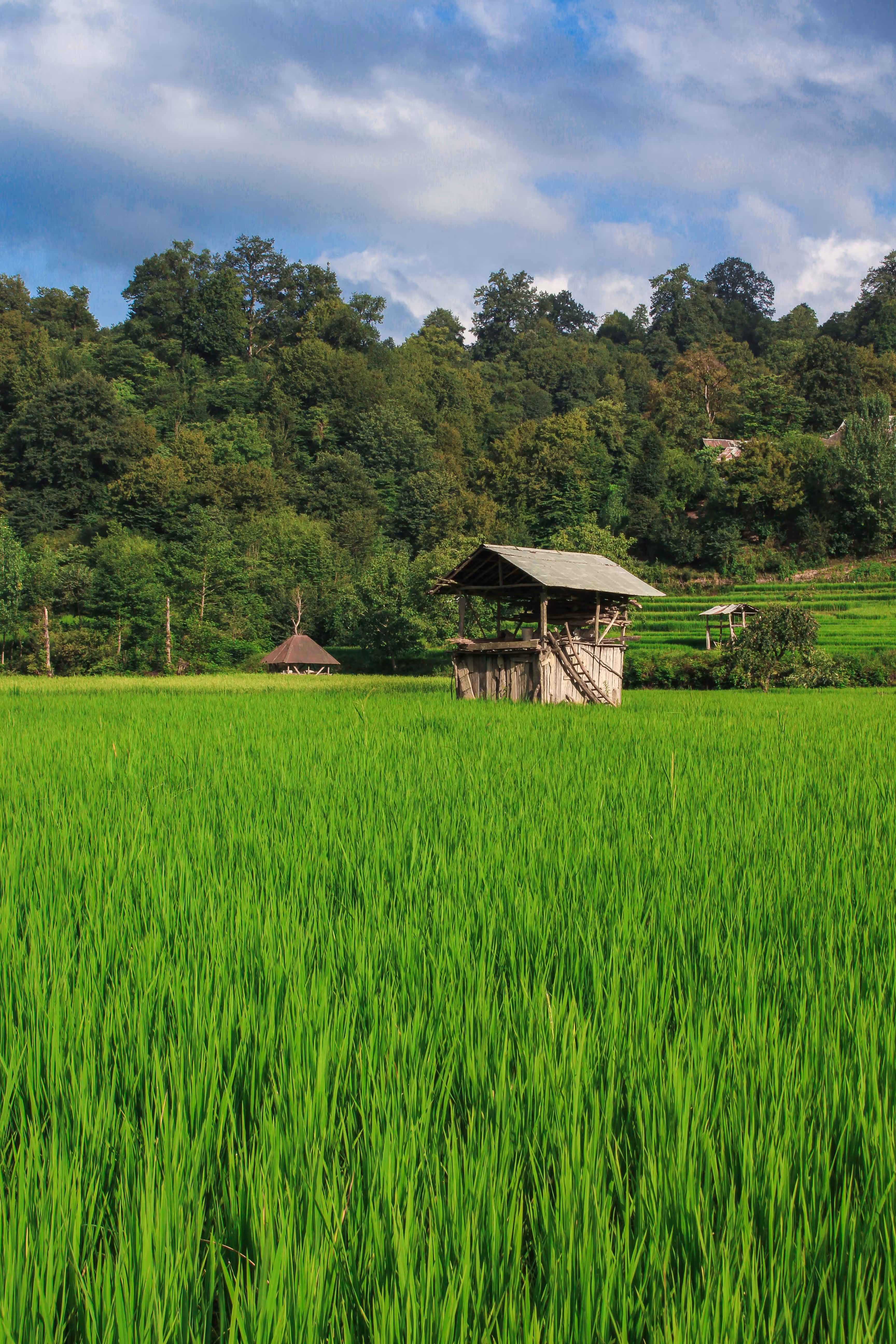 The green land of rice