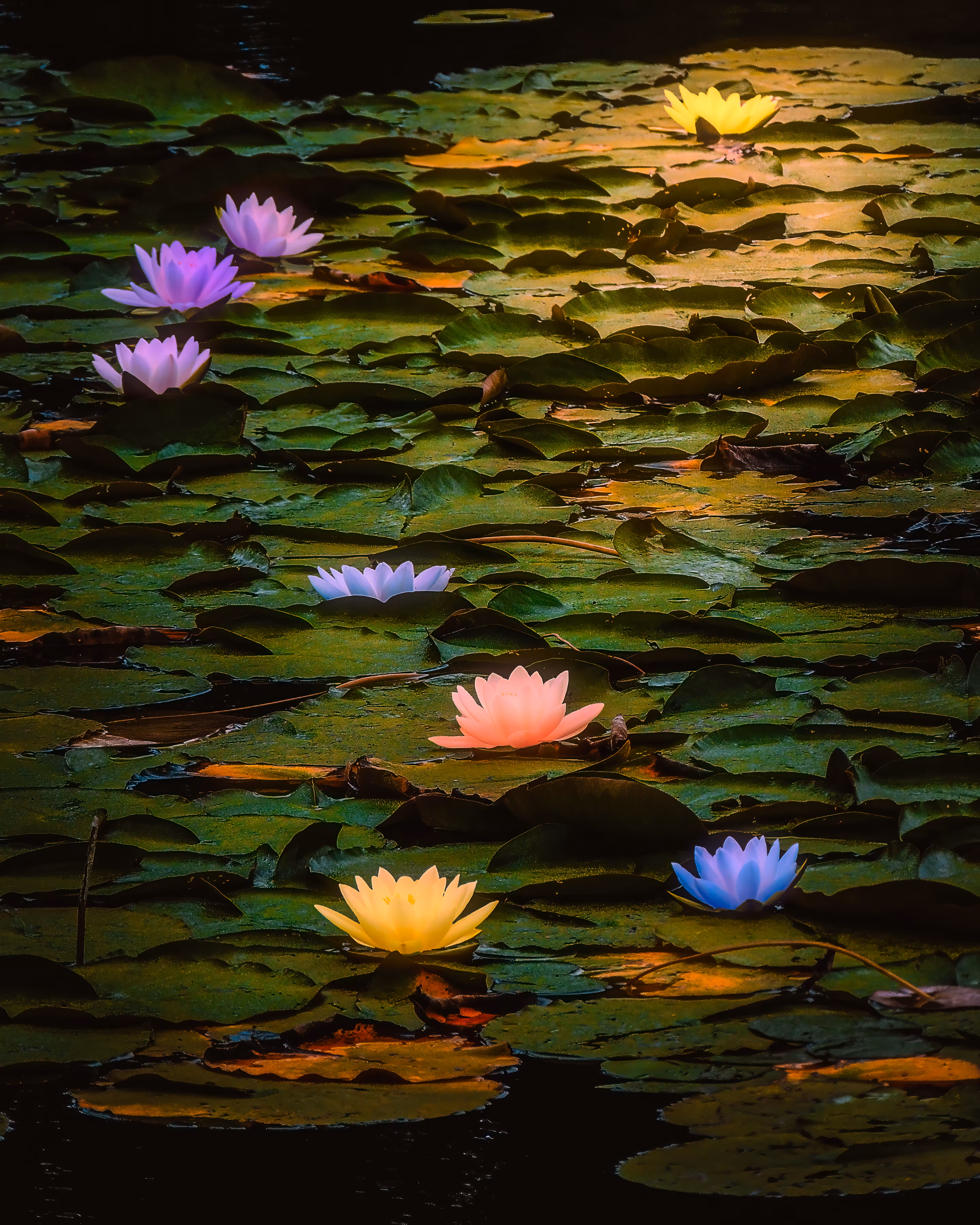 Lilies in Dromoland Lough