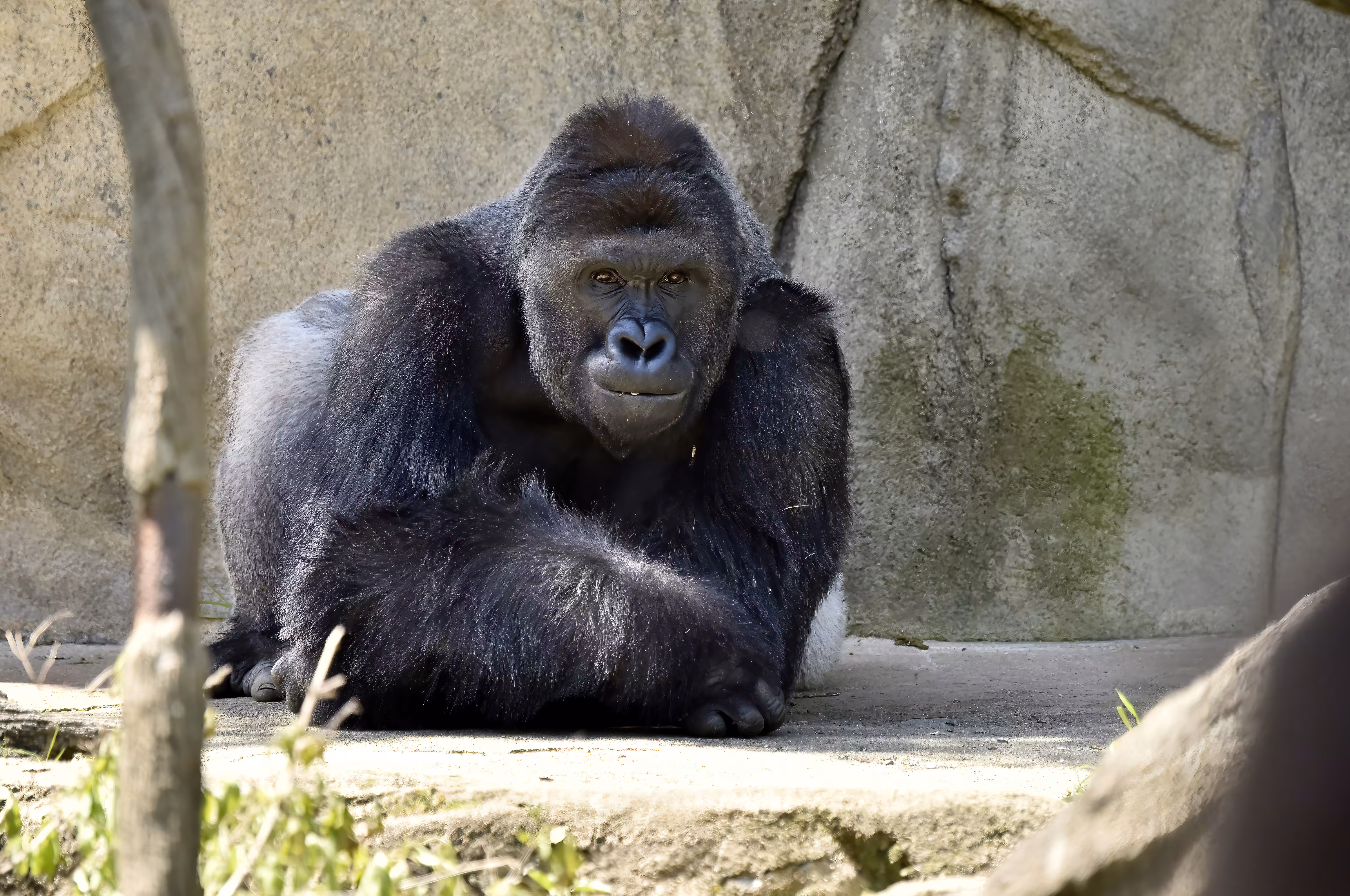 LEGENDS: HARAMBE: LEGENDS #394