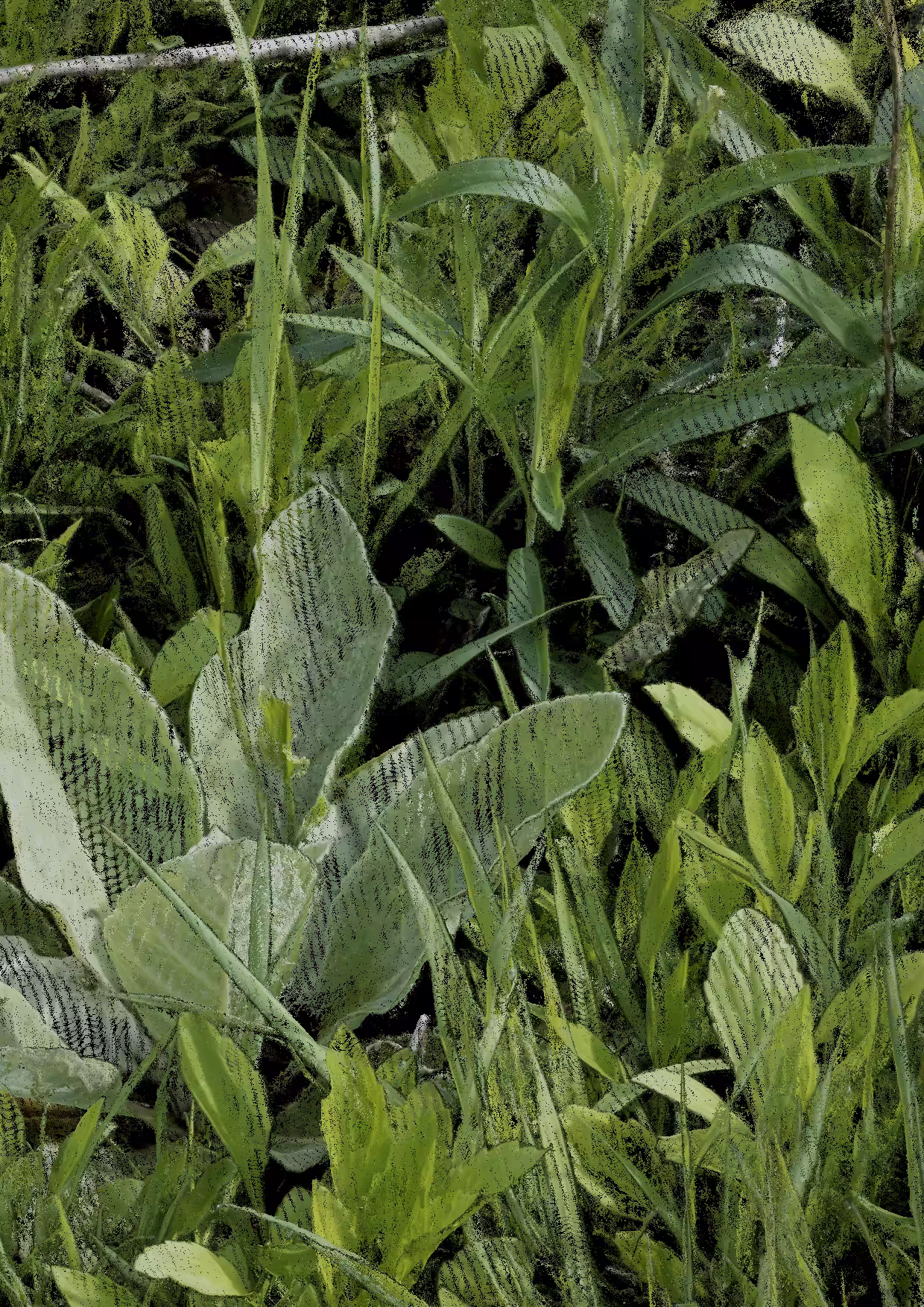 Overgrowth 0347