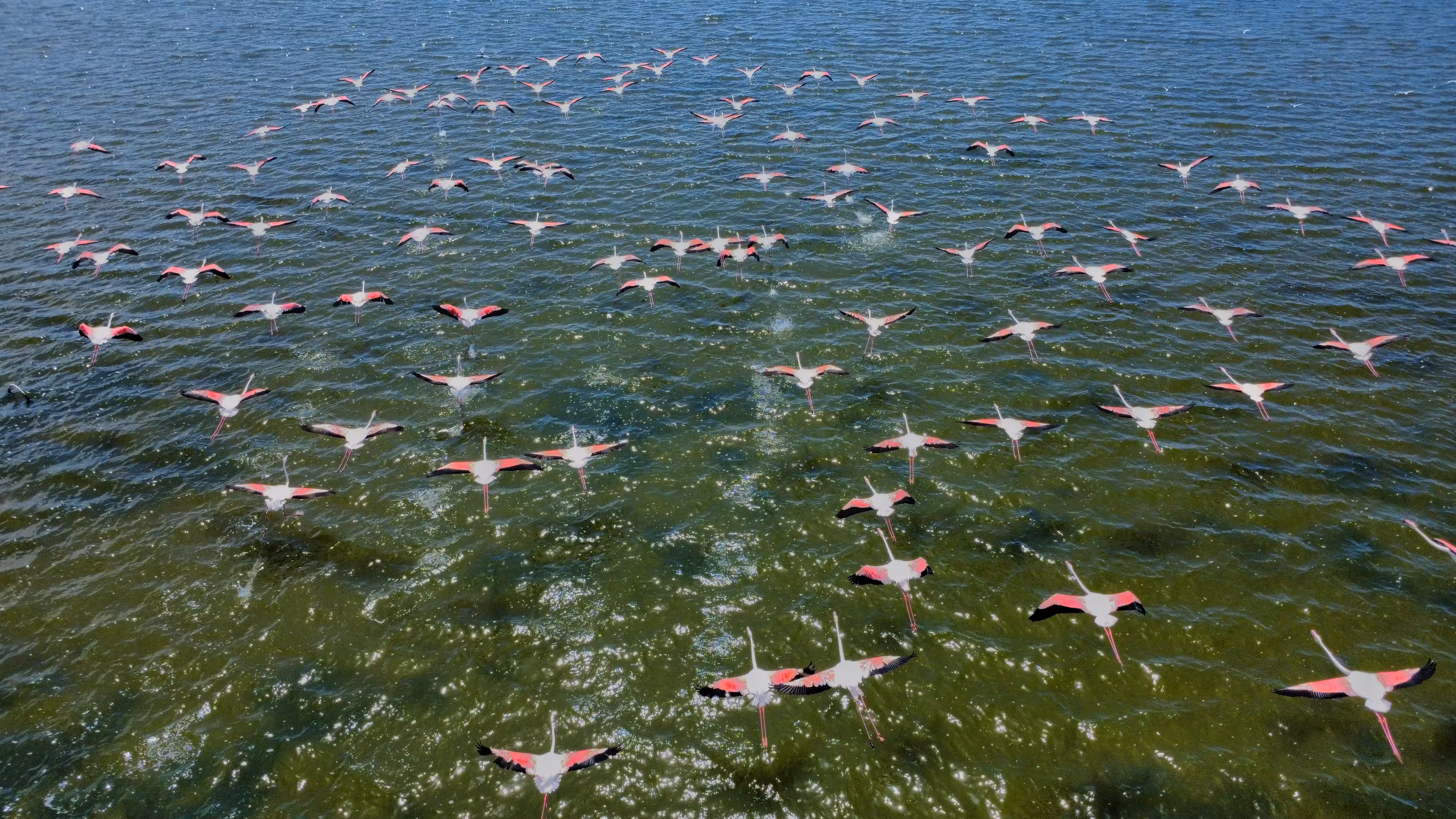 Flamingo Ballet Over Water