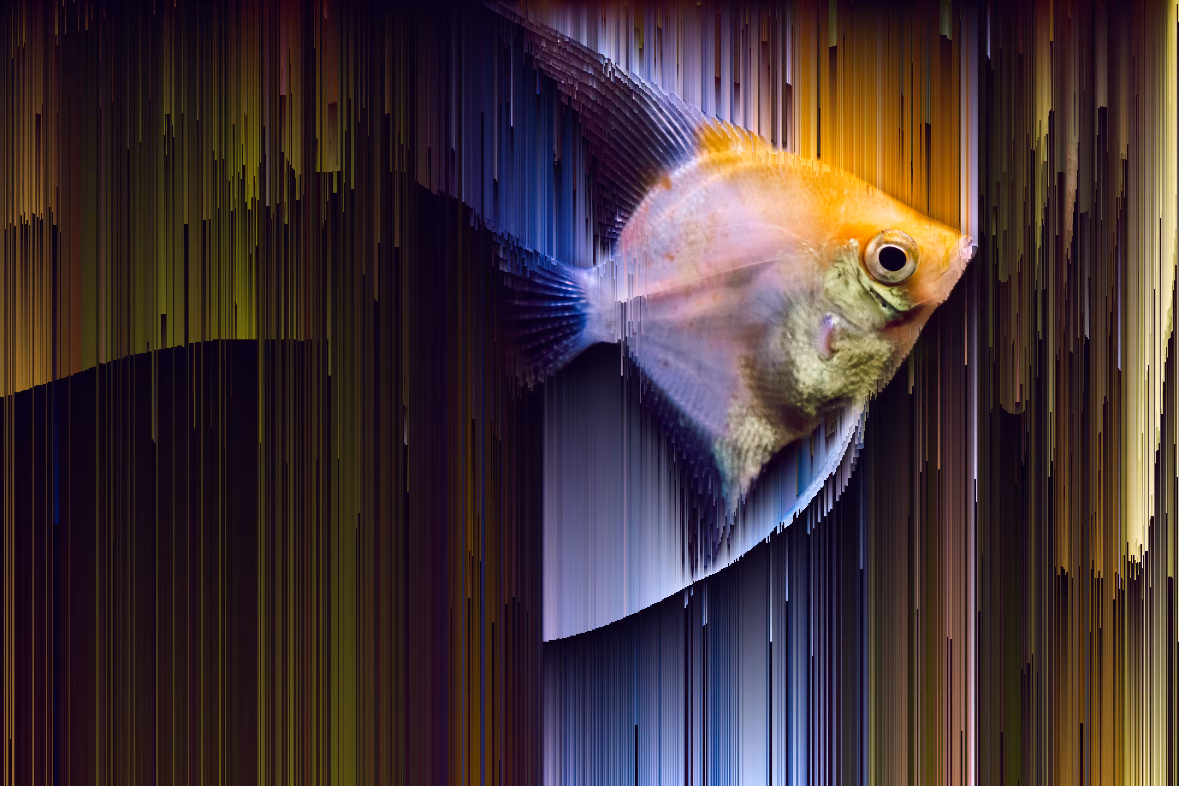 glitch fish