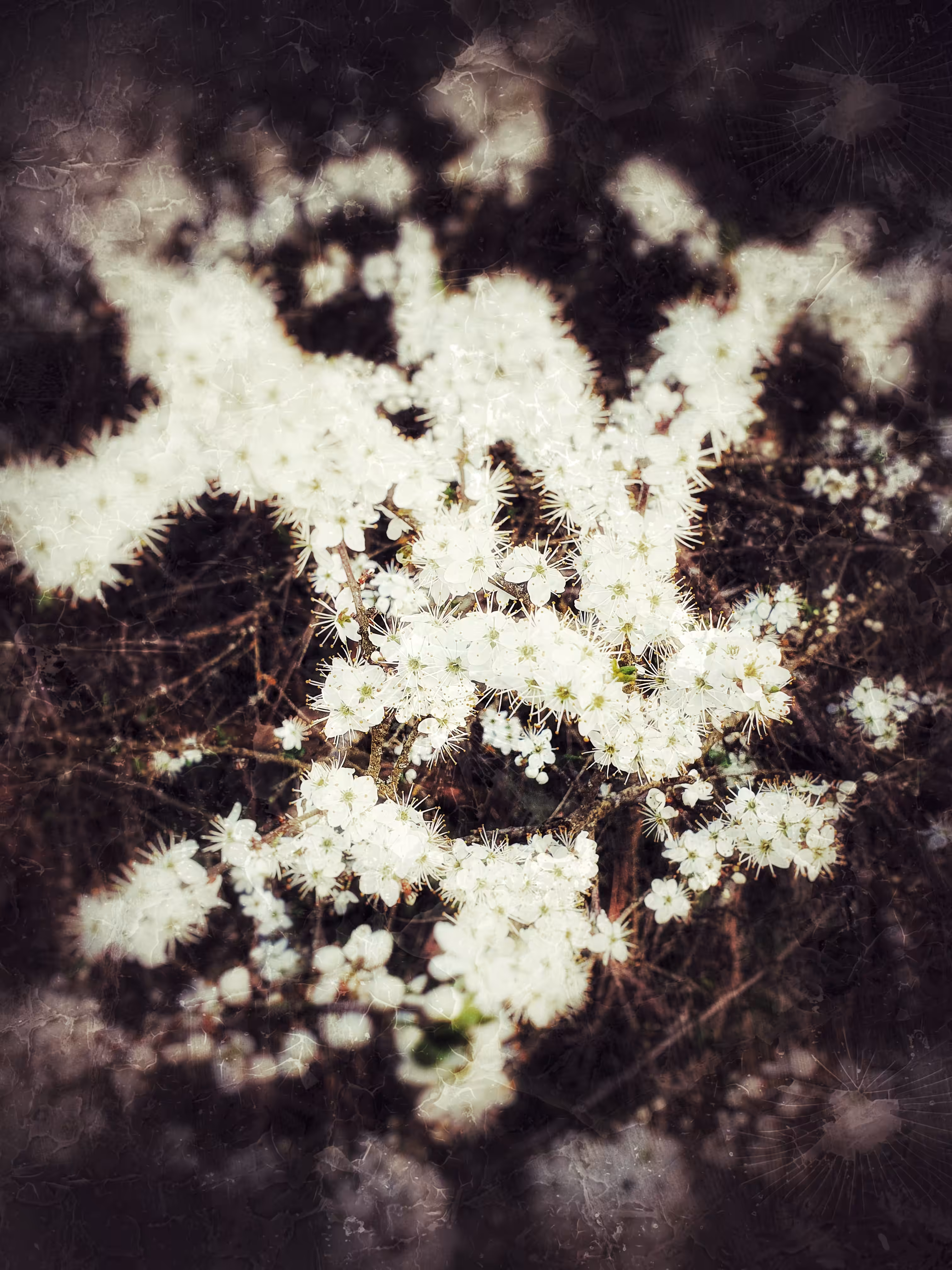 Flower Powerr #4 - White