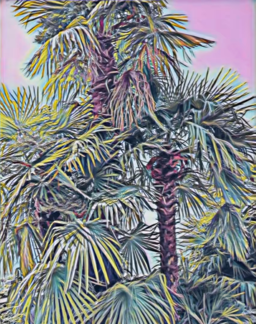 spinning palme (2021)