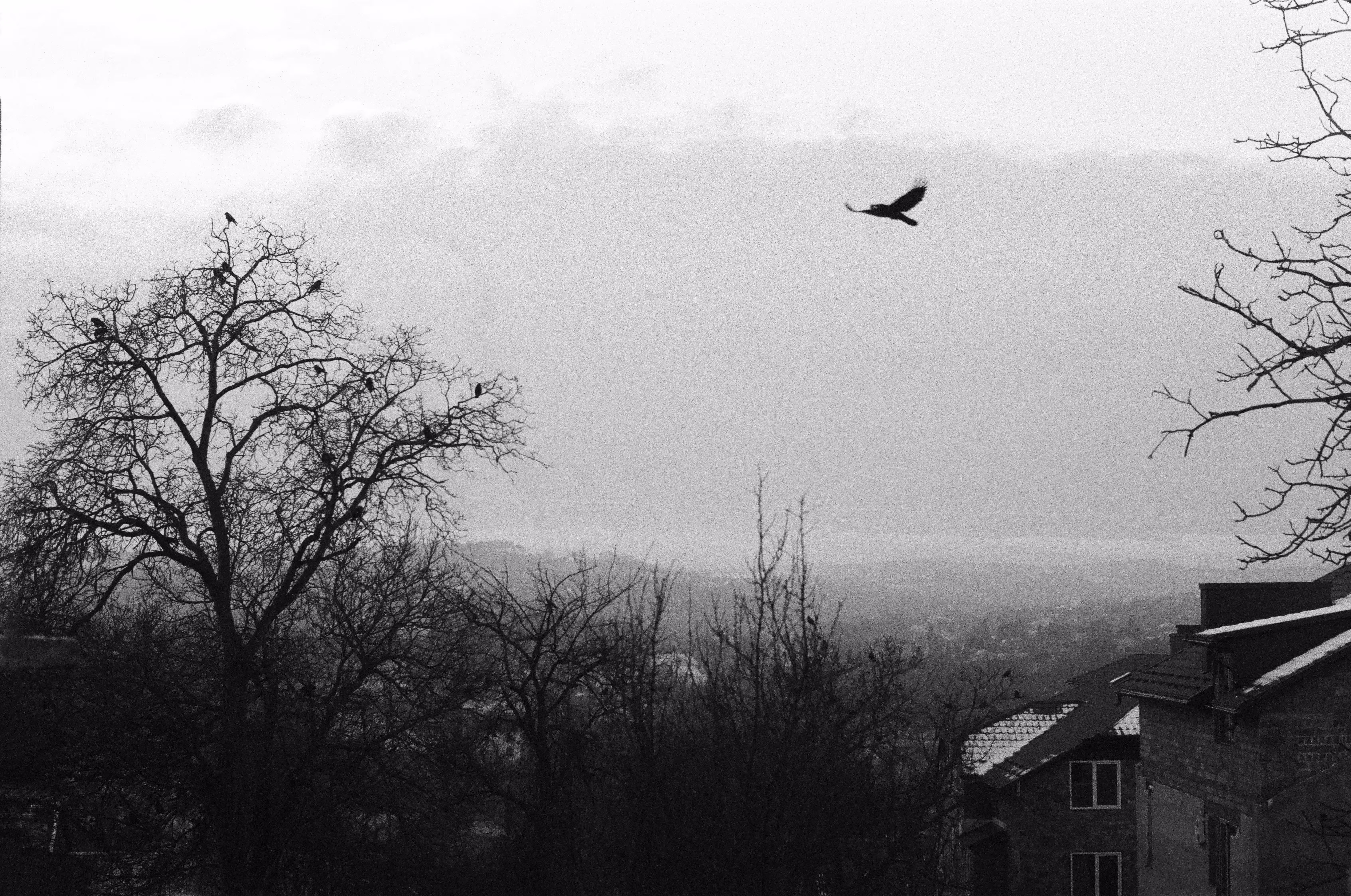 bird of pray