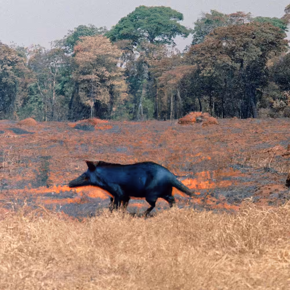 Artificial Animal