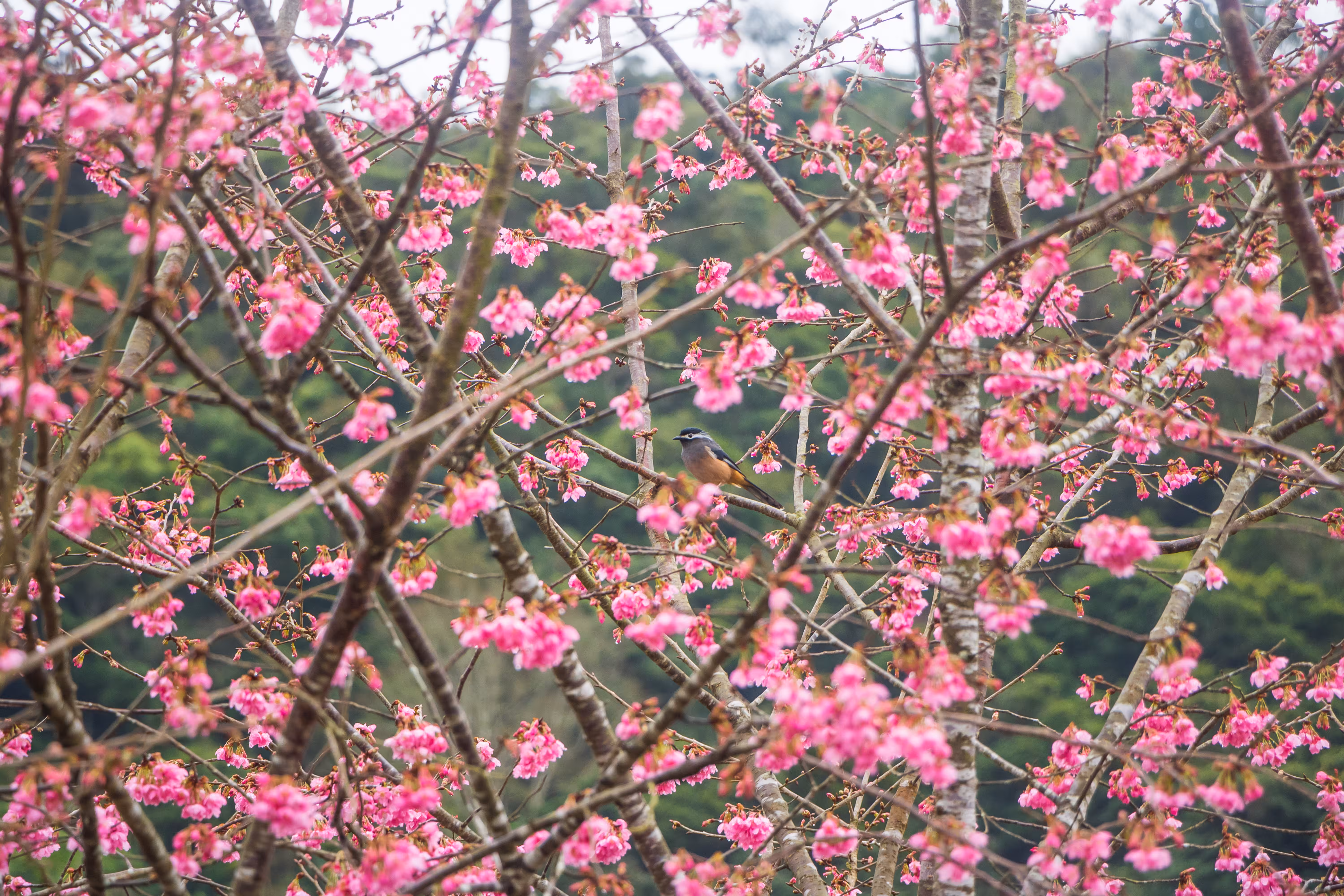 Cherry Blossom Bound