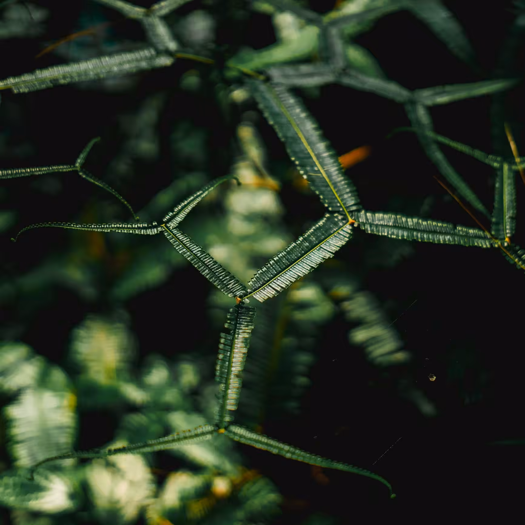 green honeycomb