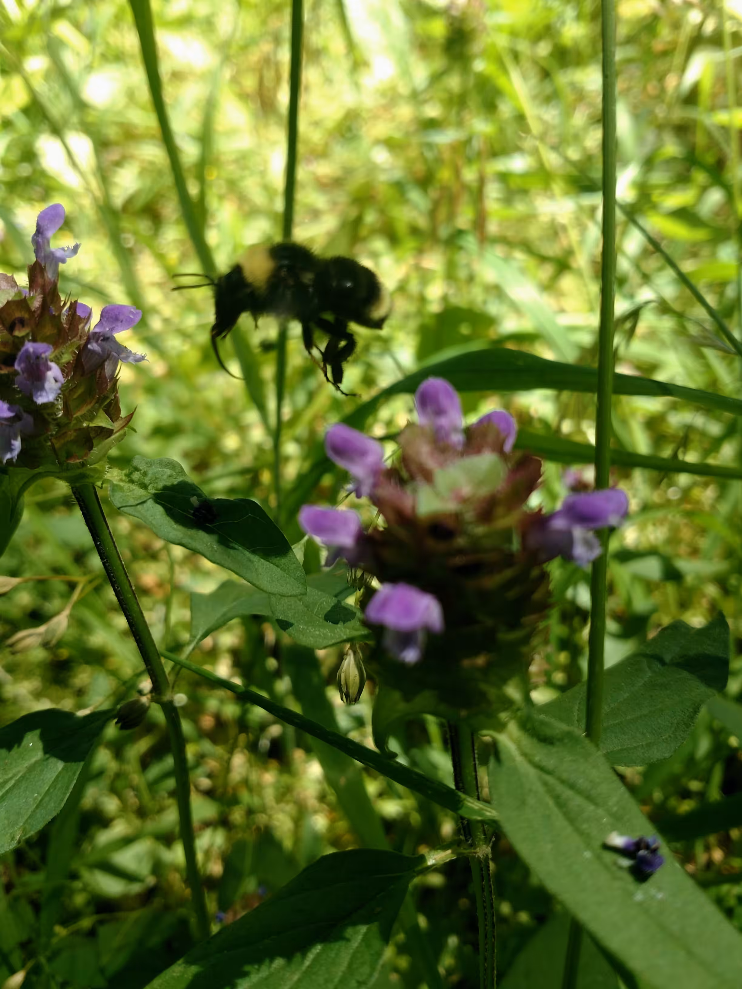 Getting that nectar