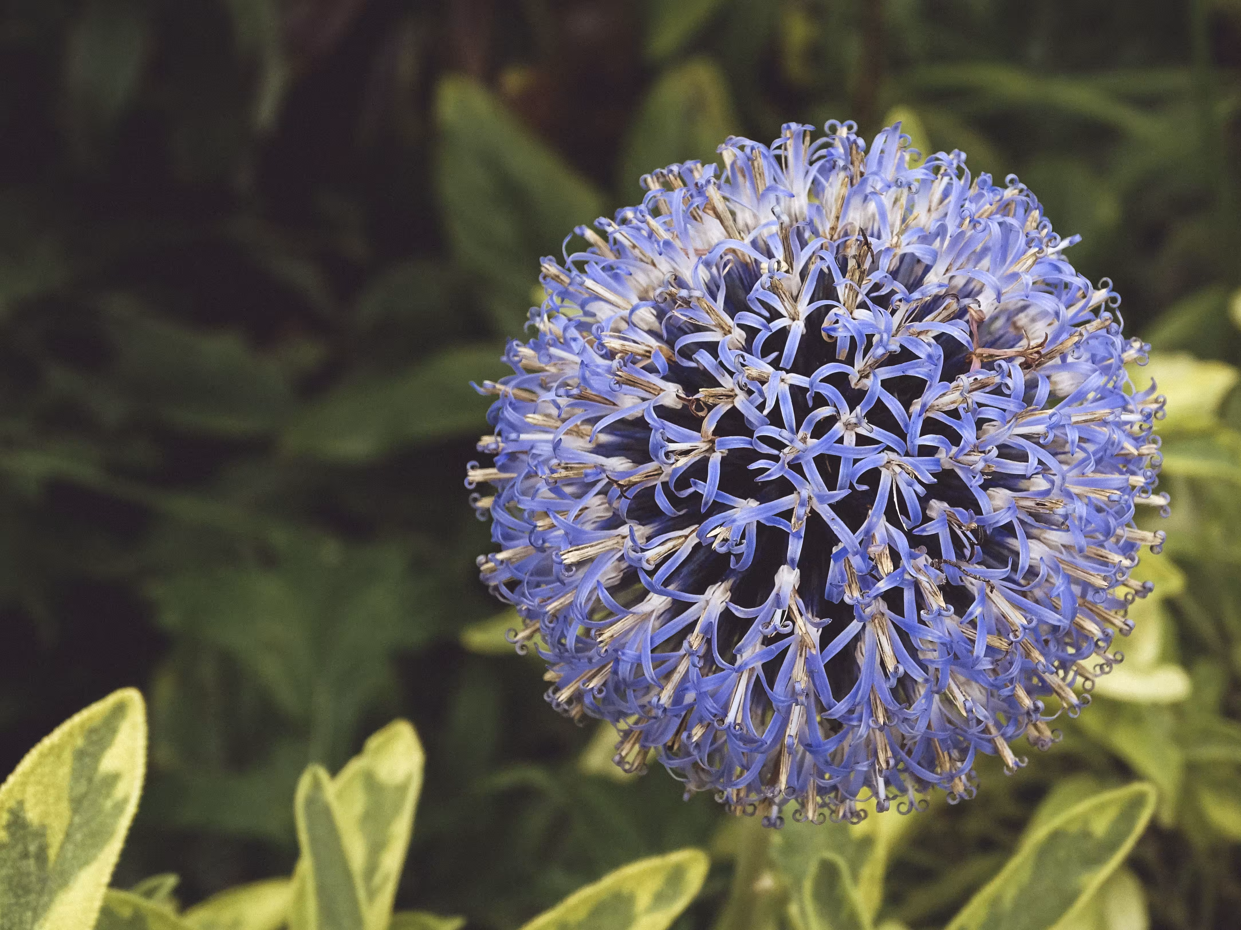 Flora's Globe