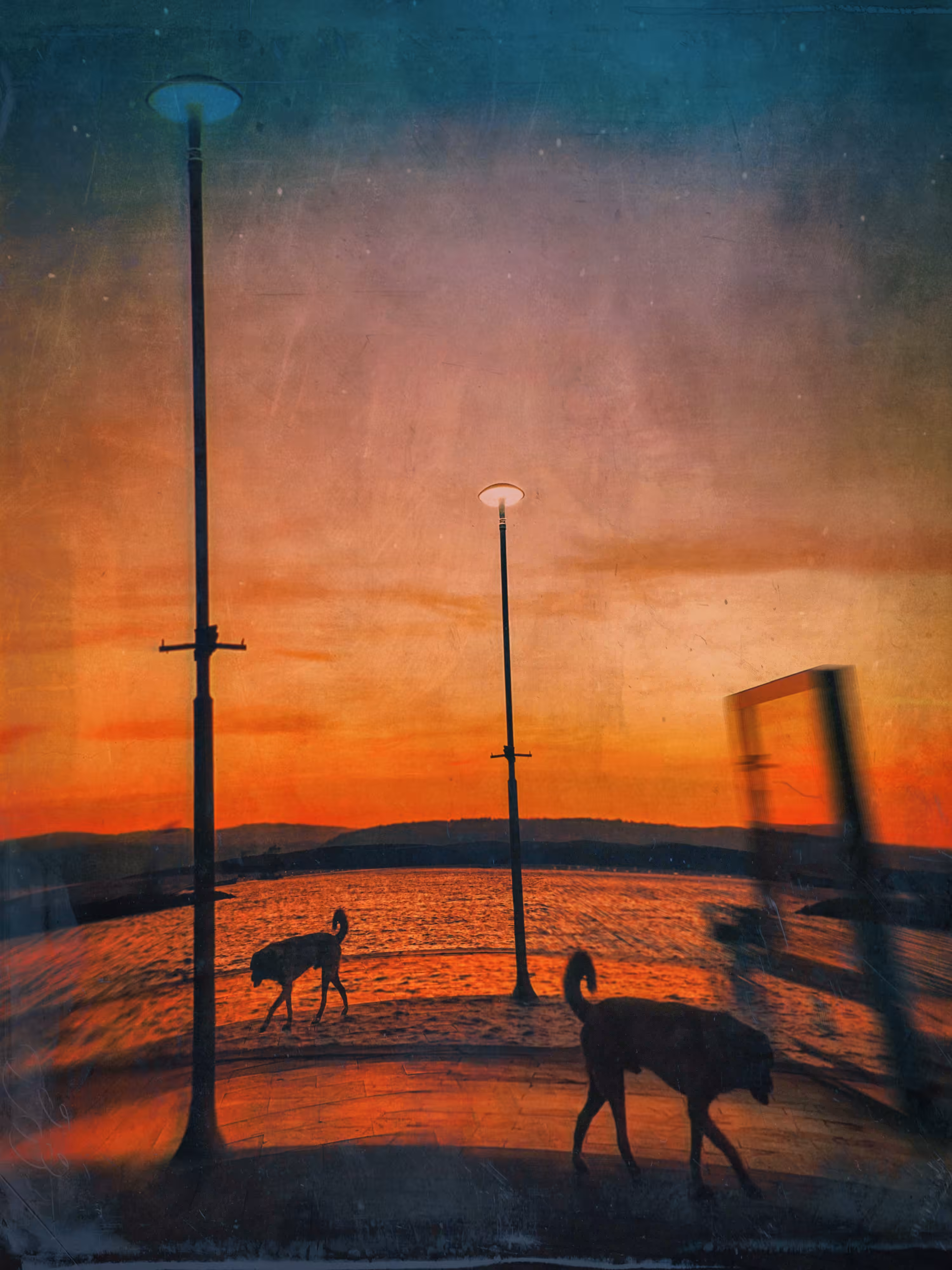 Stray today
