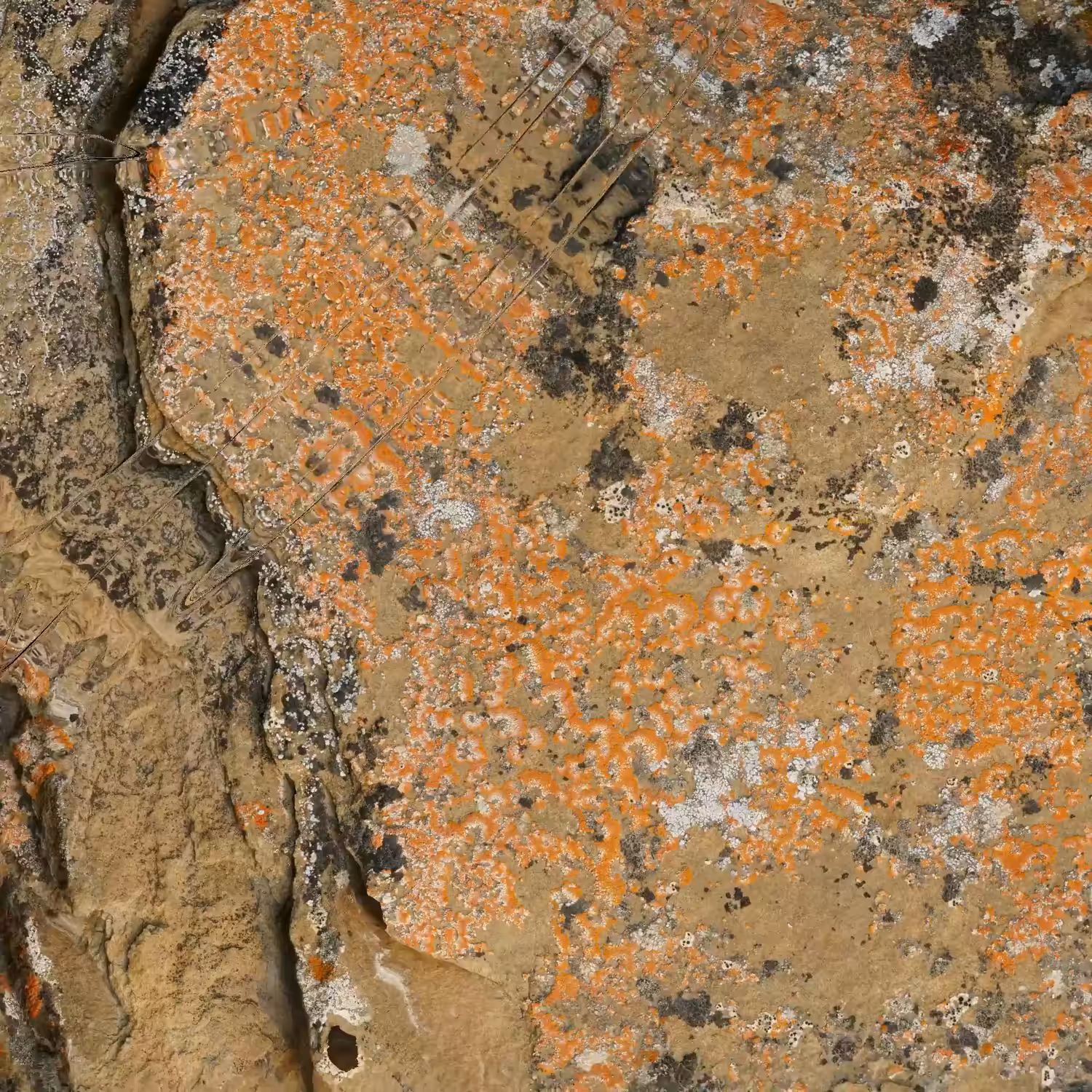 Textilographic Rock and Lichen, Yellowstone, #7