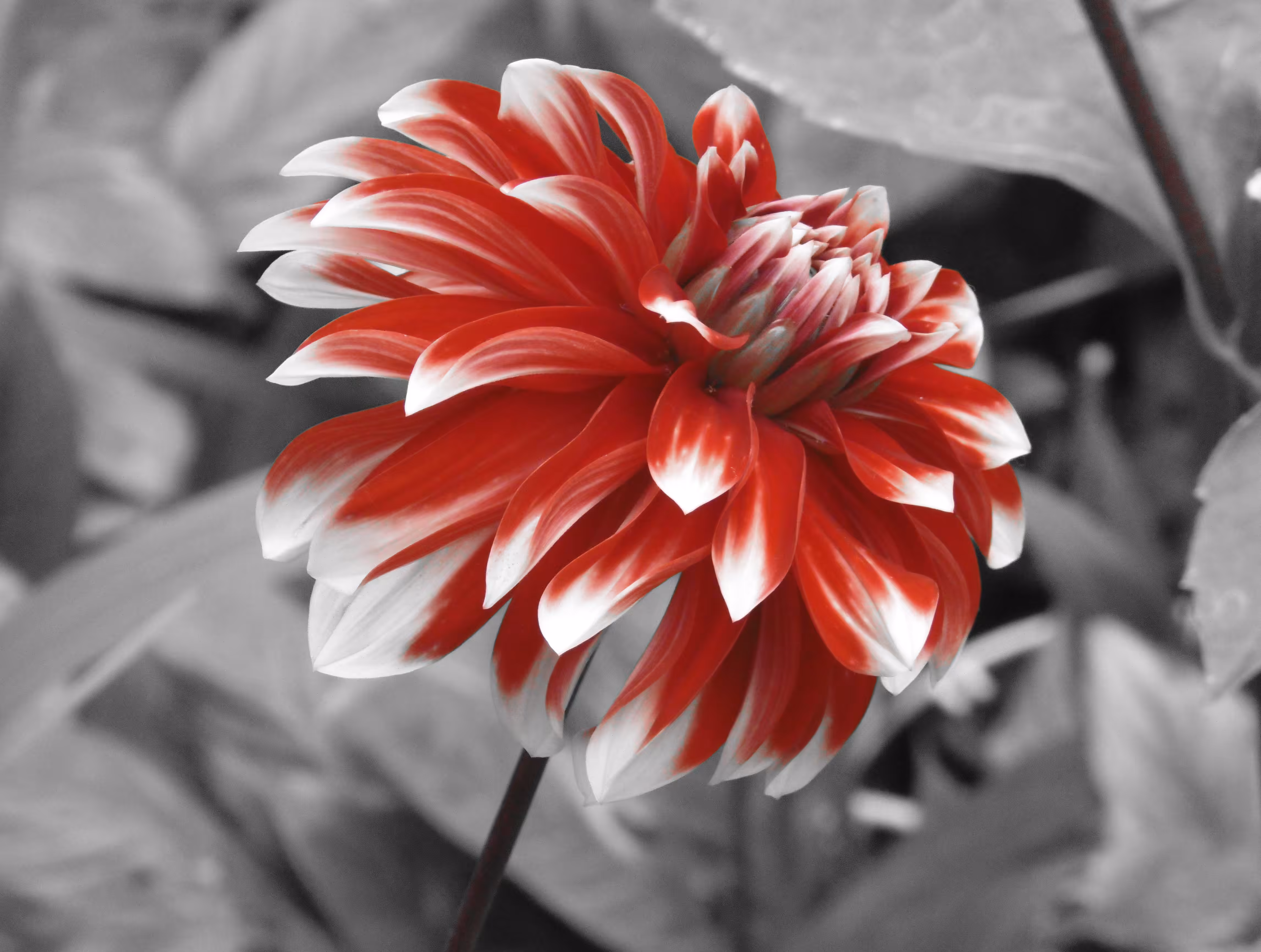 Splash of color