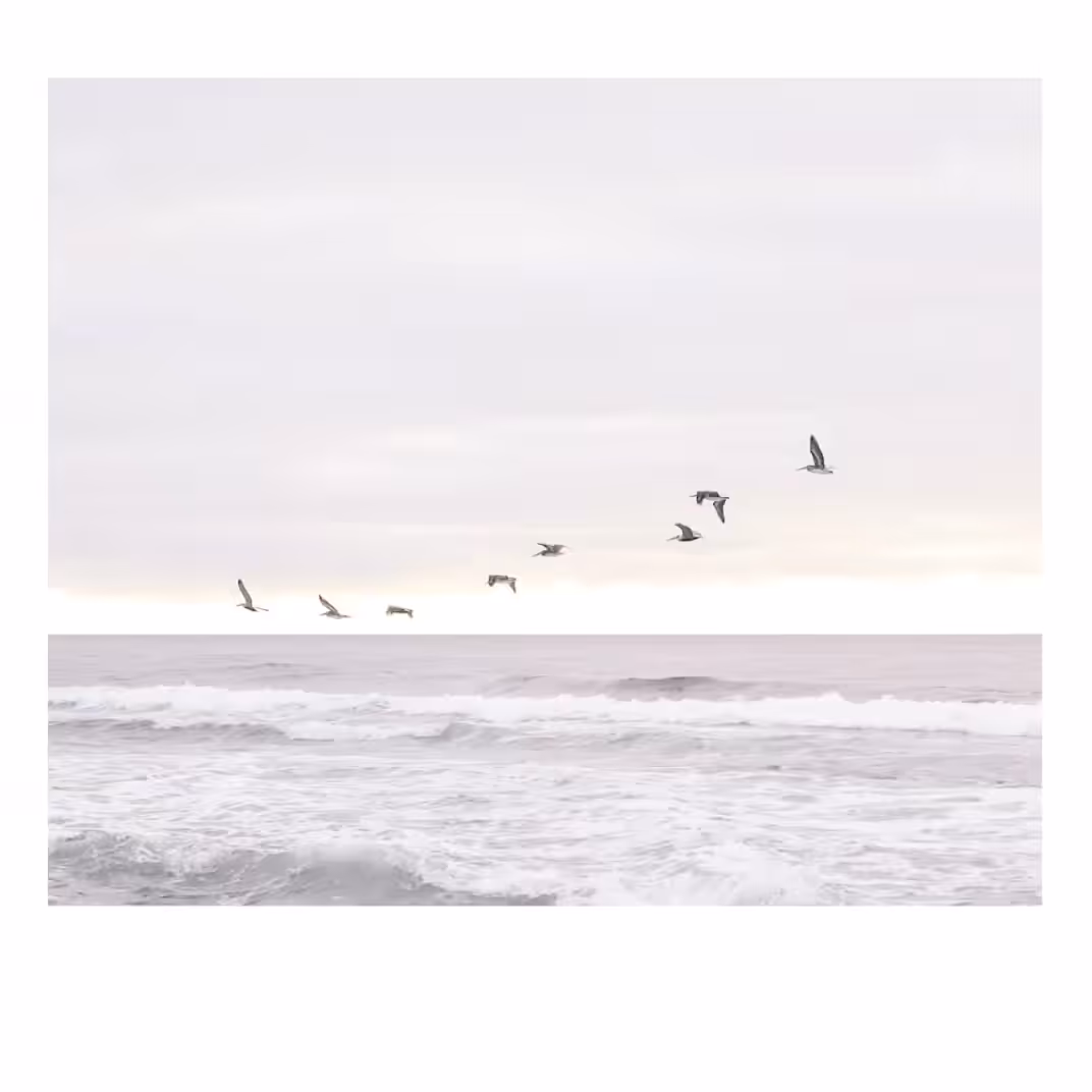 FLY 8