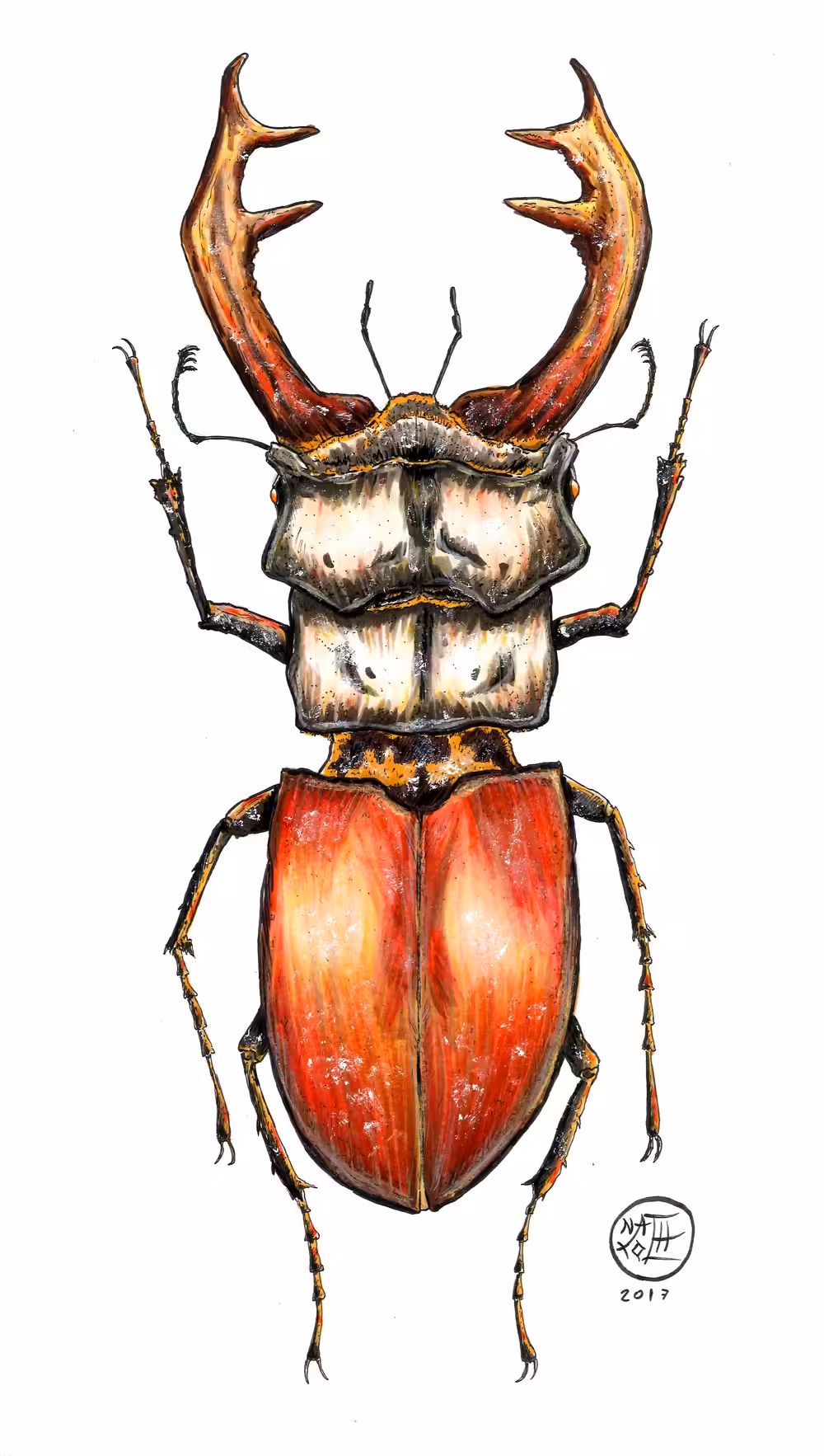 Lucanus cervus