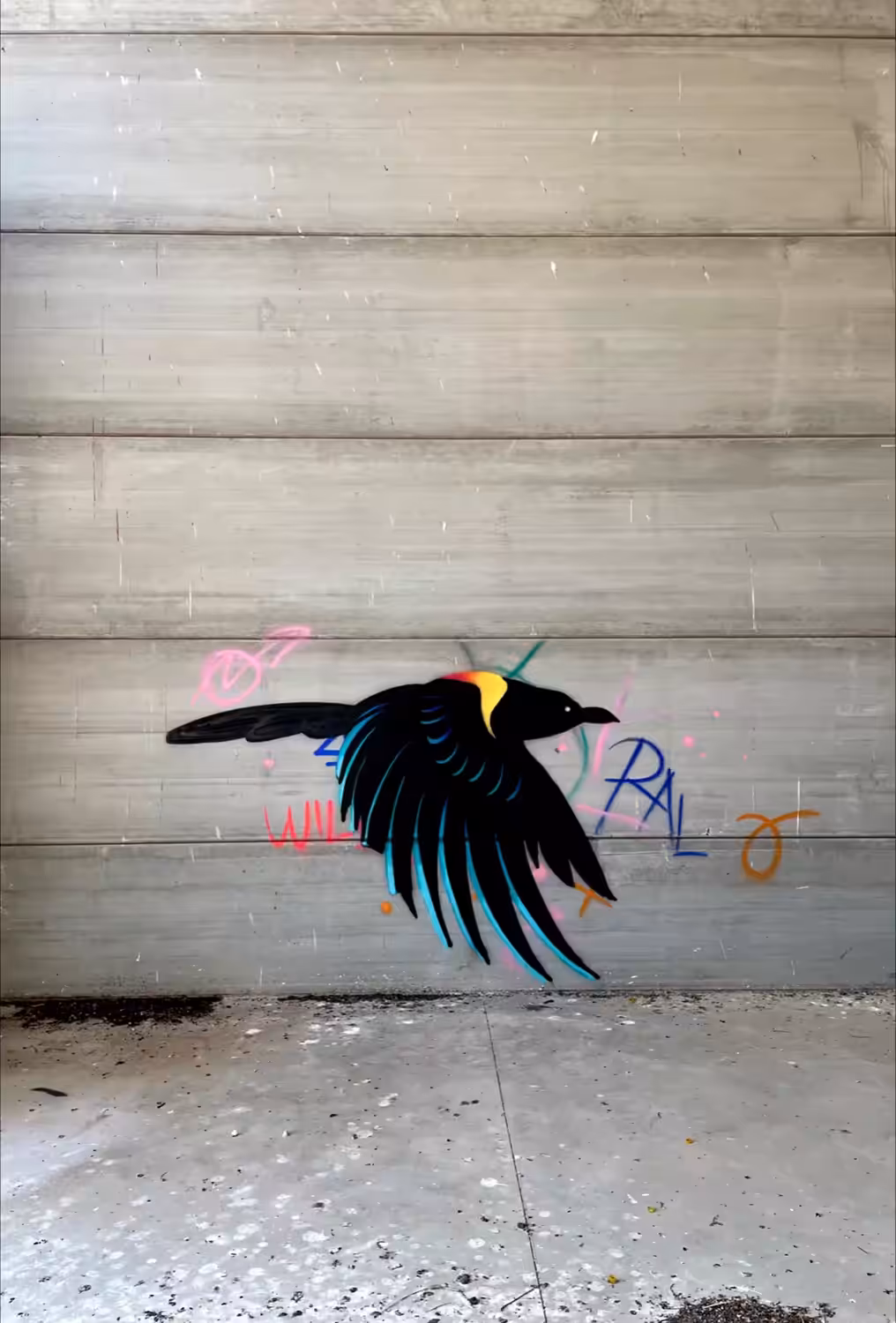 black bird